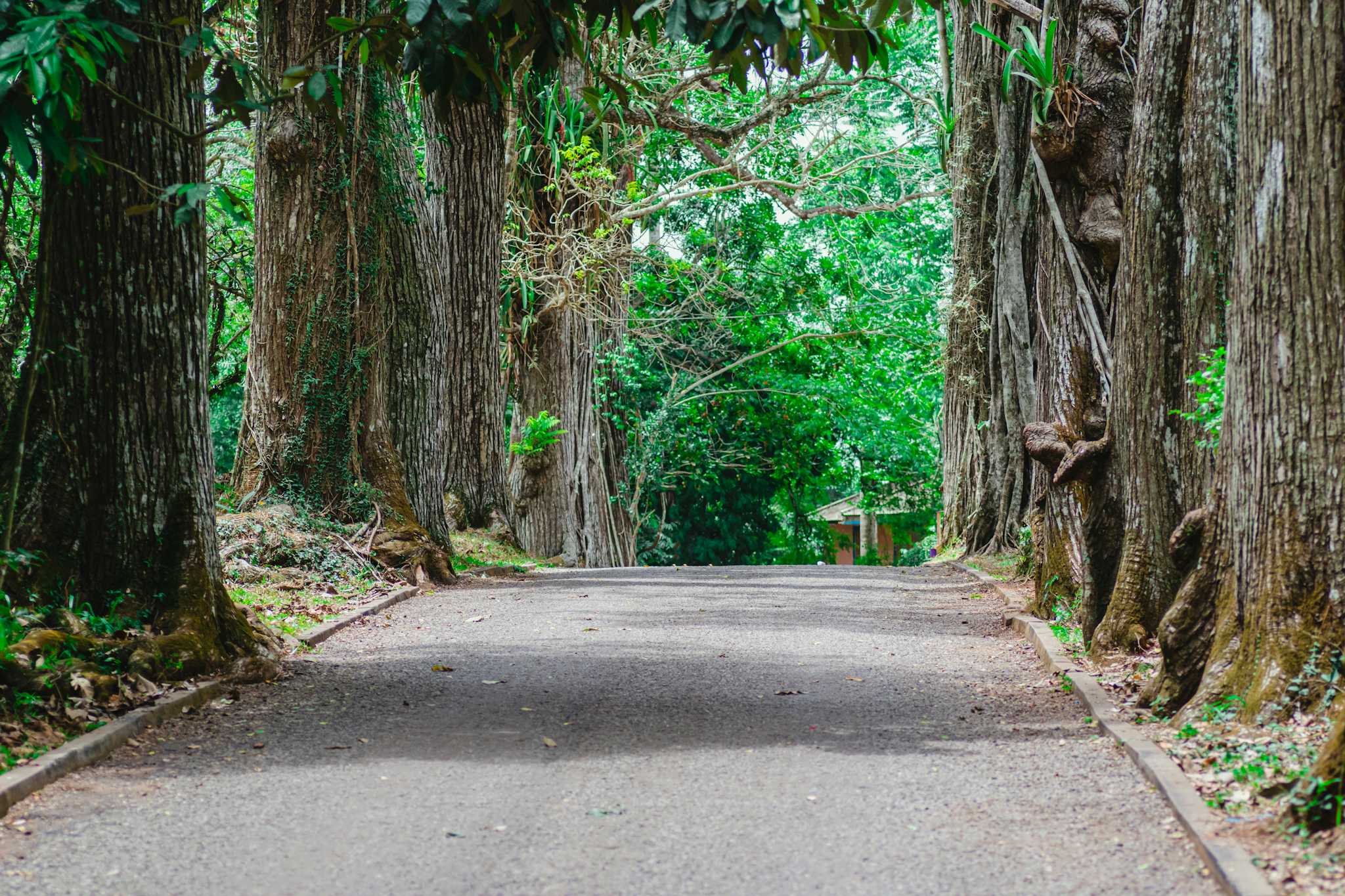 Jardins Botaniques d'Aburi