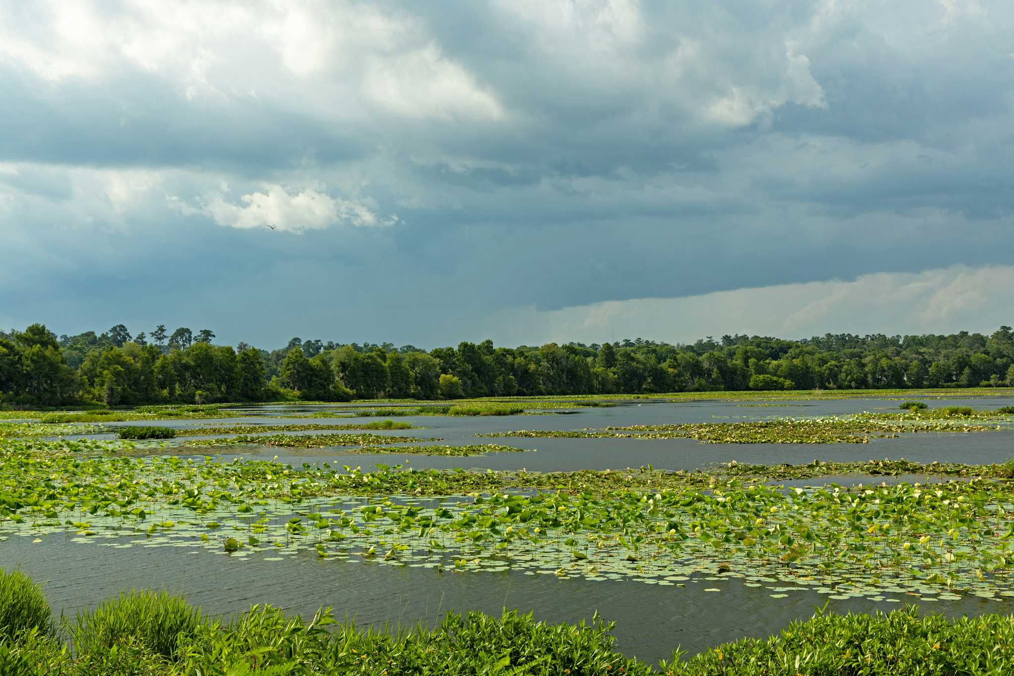 Alligator Lake Park