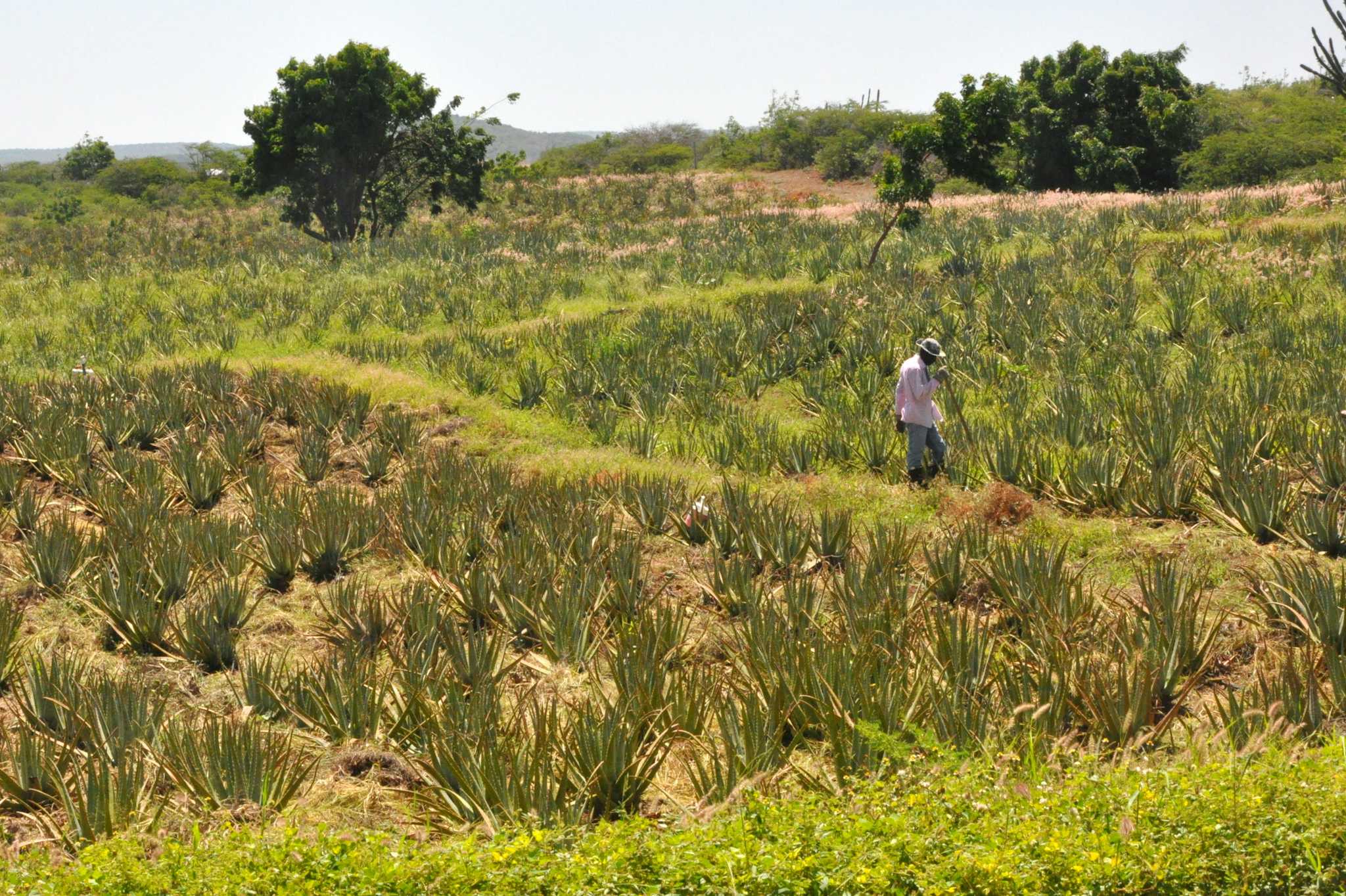 Aloe Vera Farm Curacao