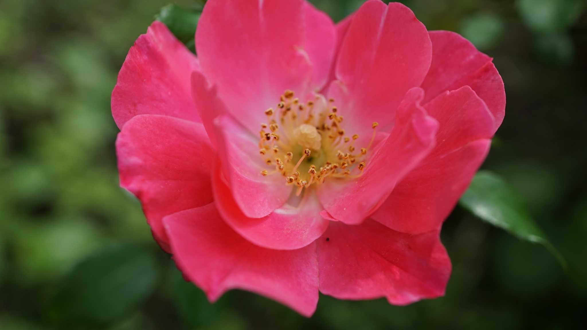 American Rose Center