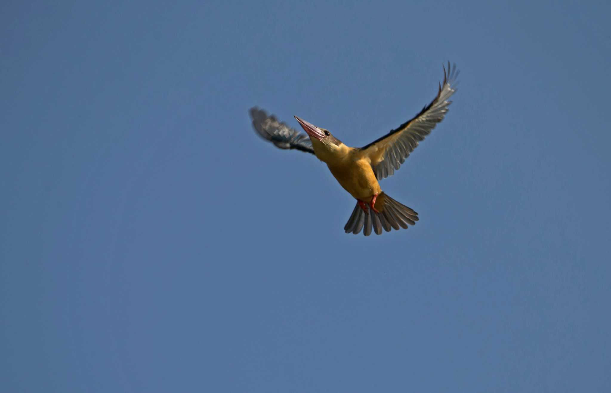 Anawilundawa Bird Sanctuary