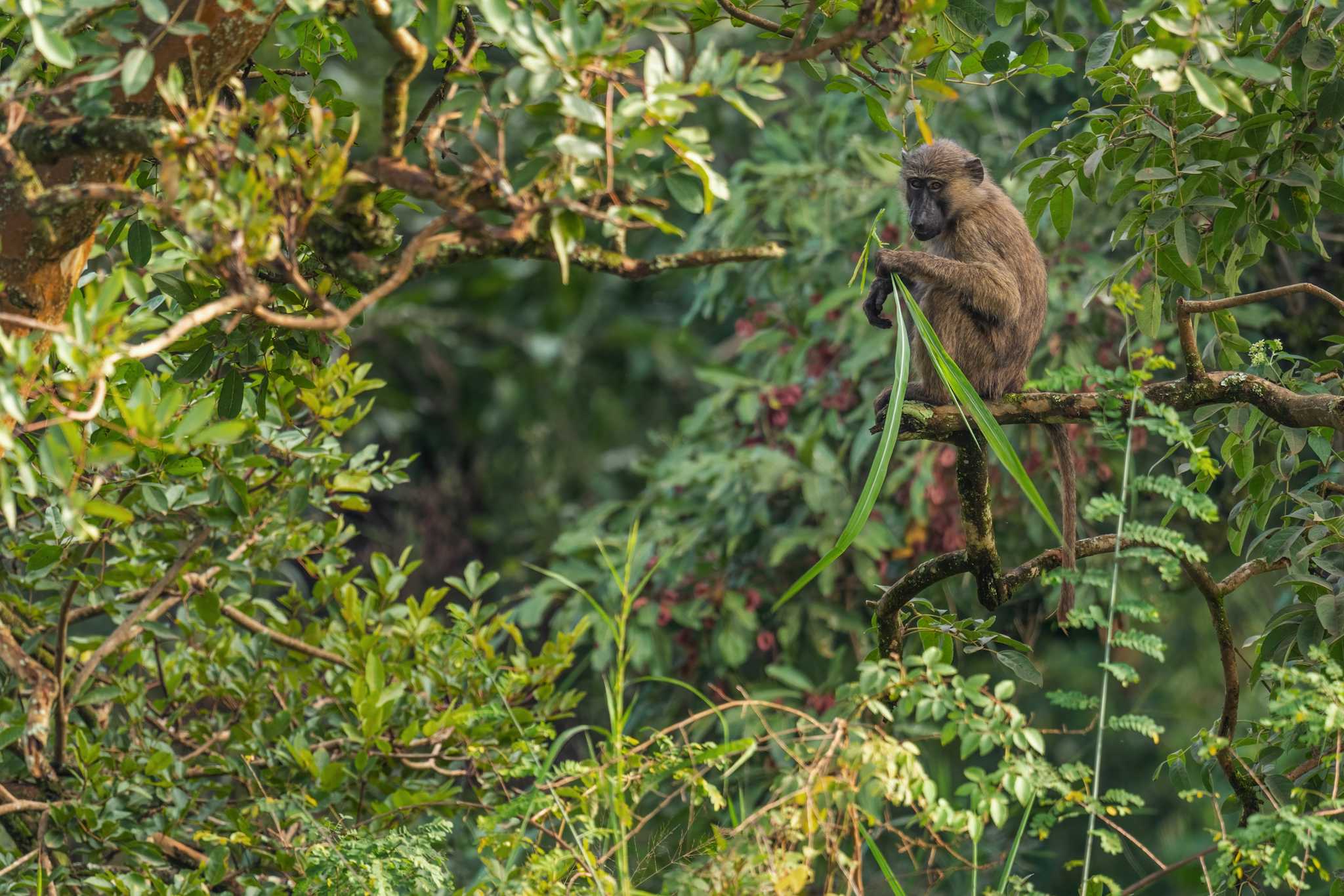 Azagny Nationalpark