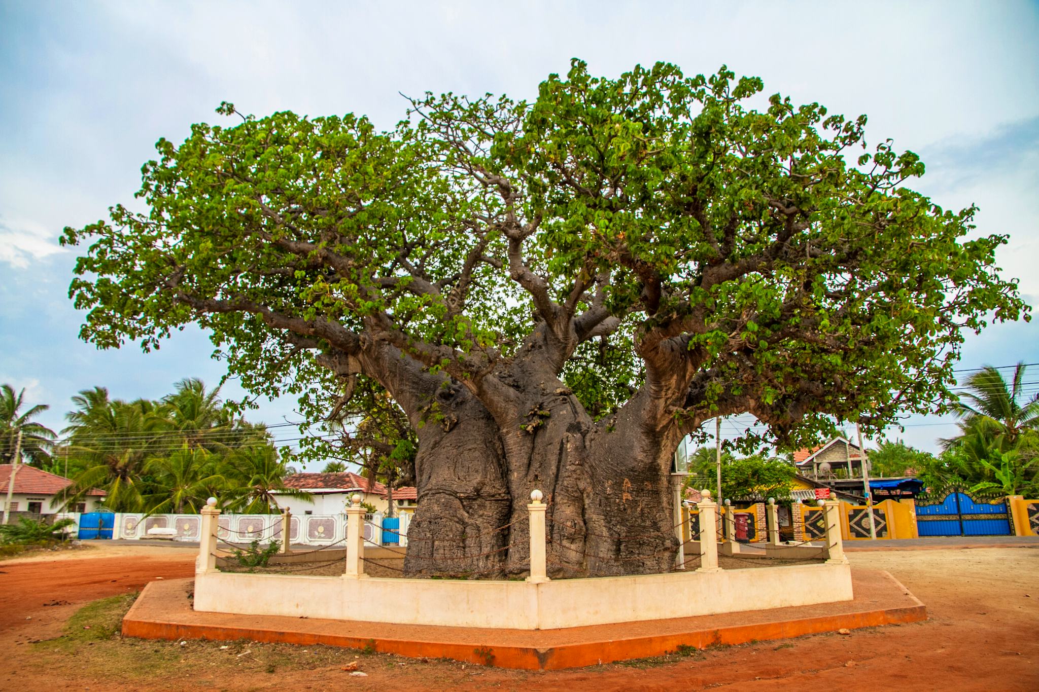 Baobab Tree Pallimunai