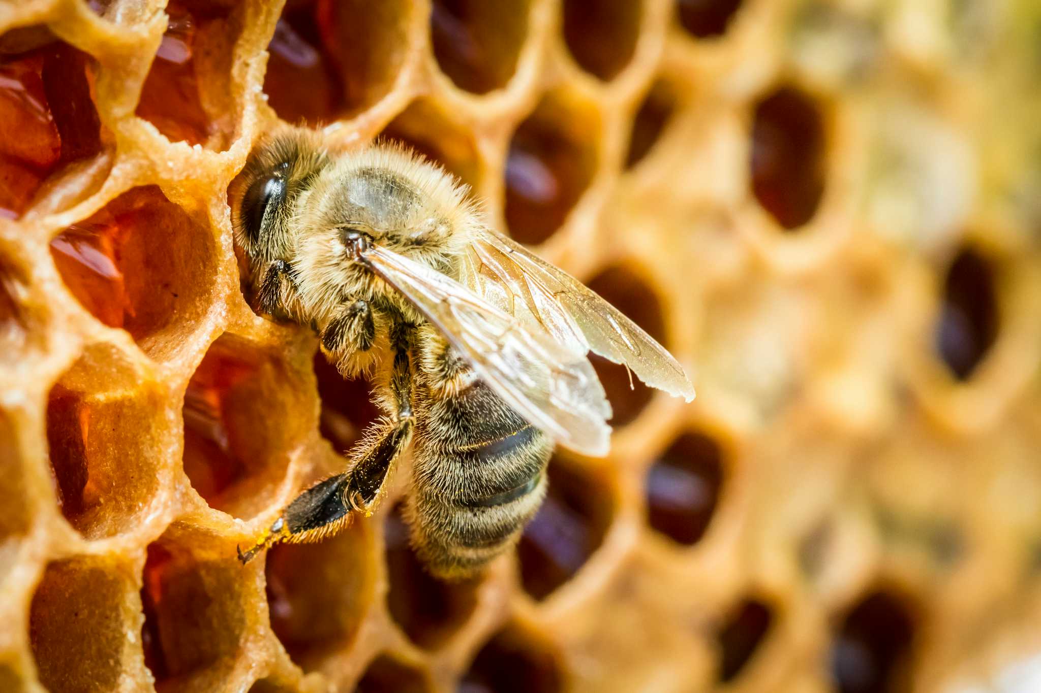 Bee Museum of Rhodes