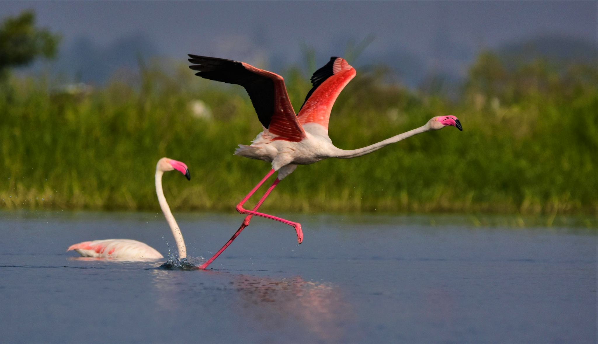 Bhigwan Flamingo Bird Sanctuary