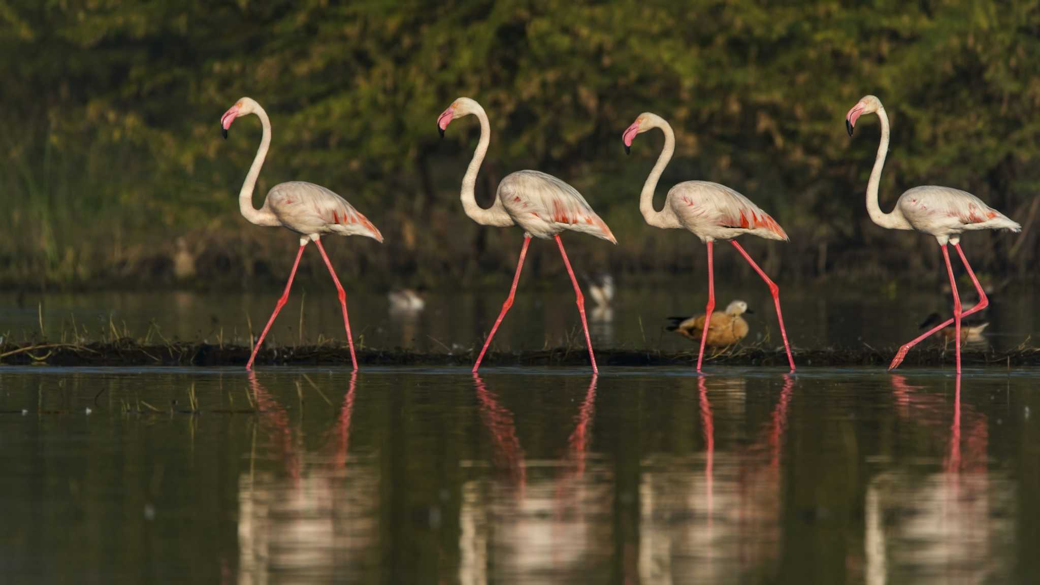 Bhigwan Flamingo Bird Sanctuary