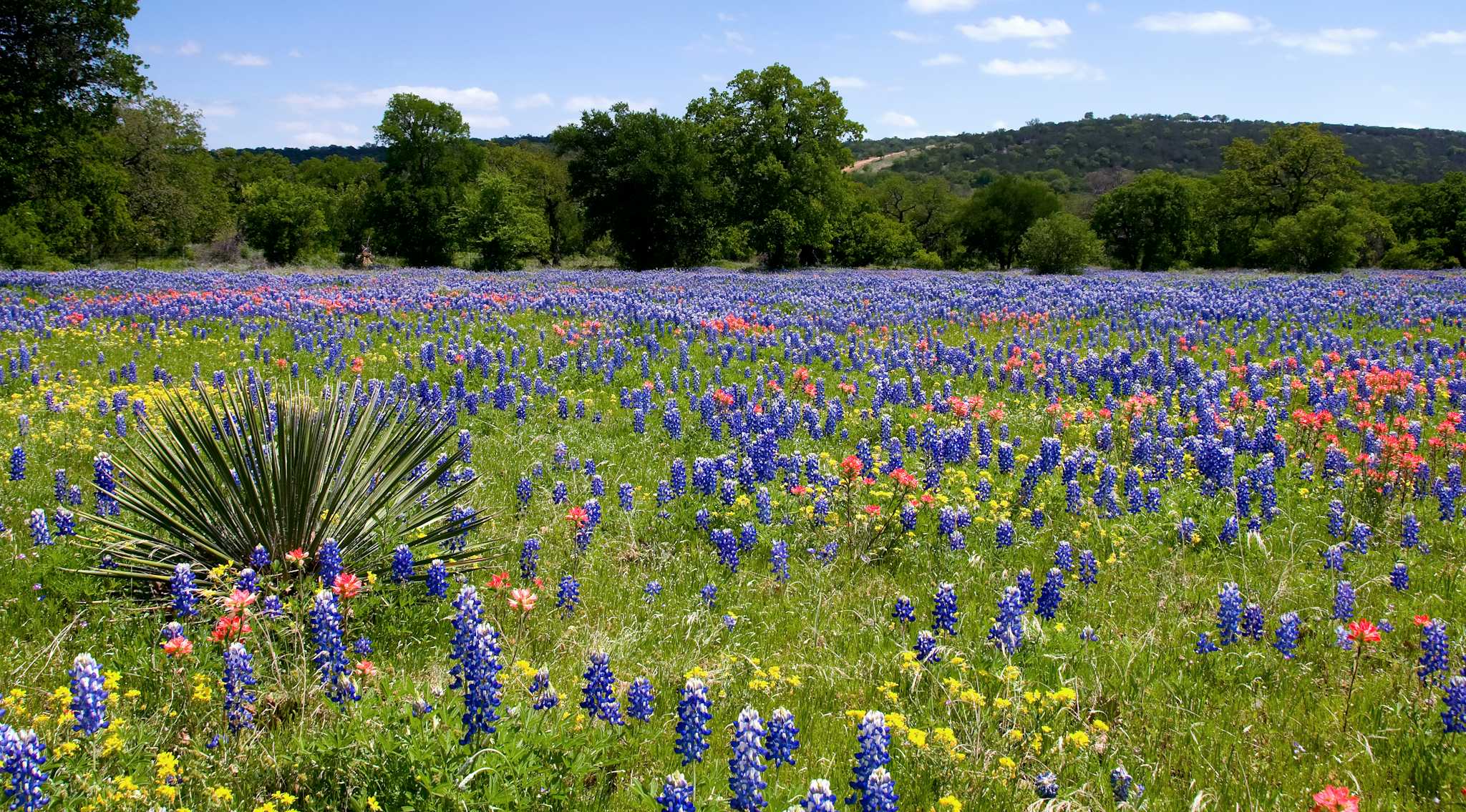 Parque Bluebonnet