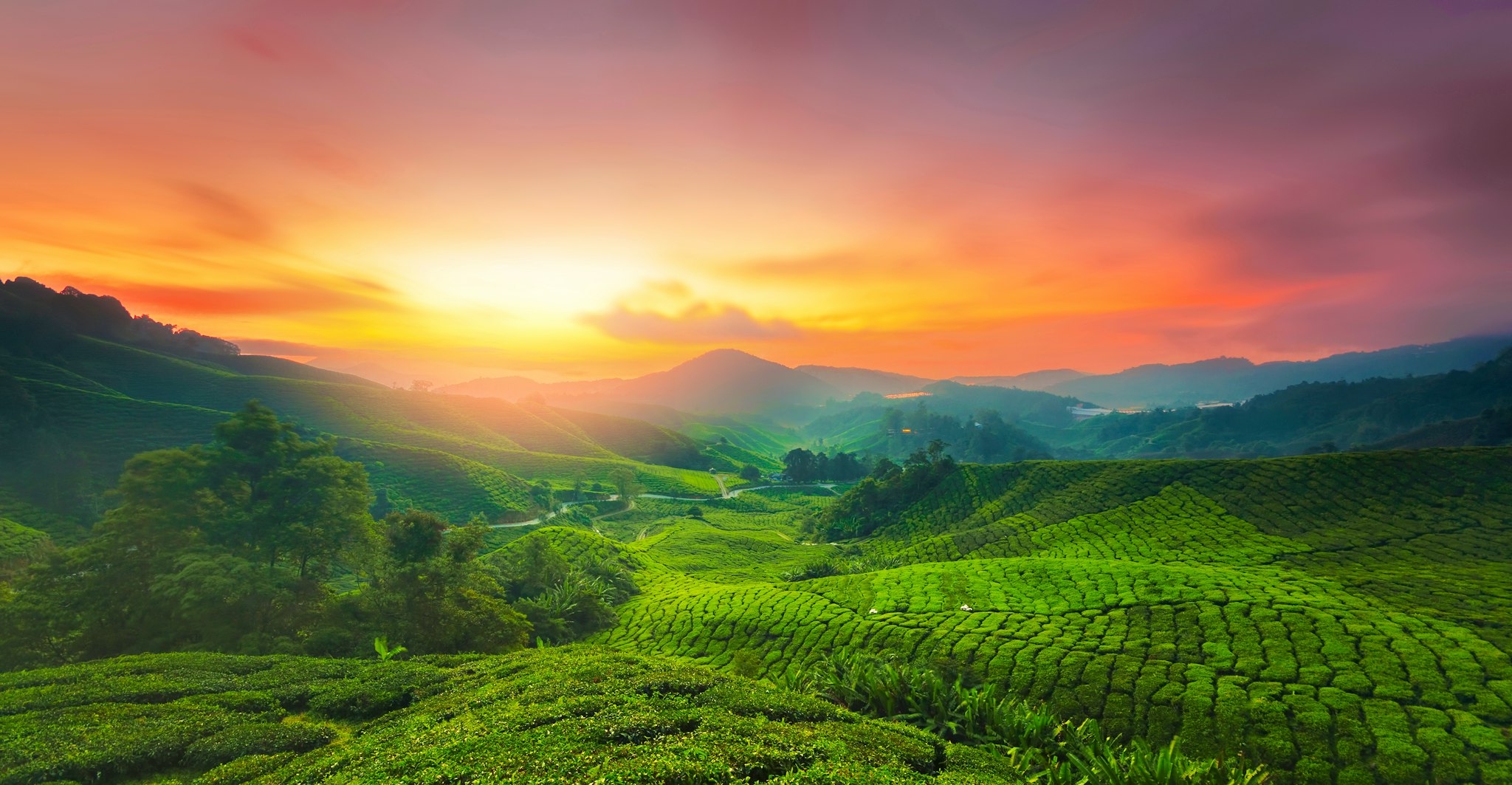 Ipoh to Cameron Highlands and Sam Poh Temple: Day trip