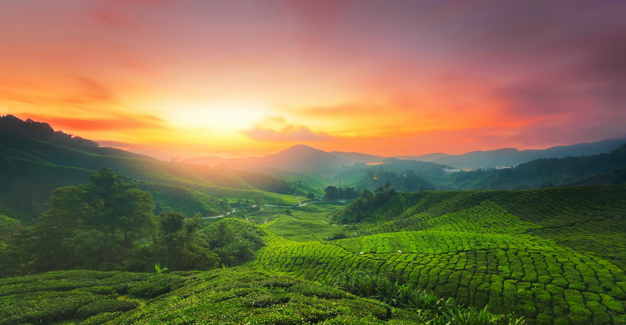 Cameron Highlands
