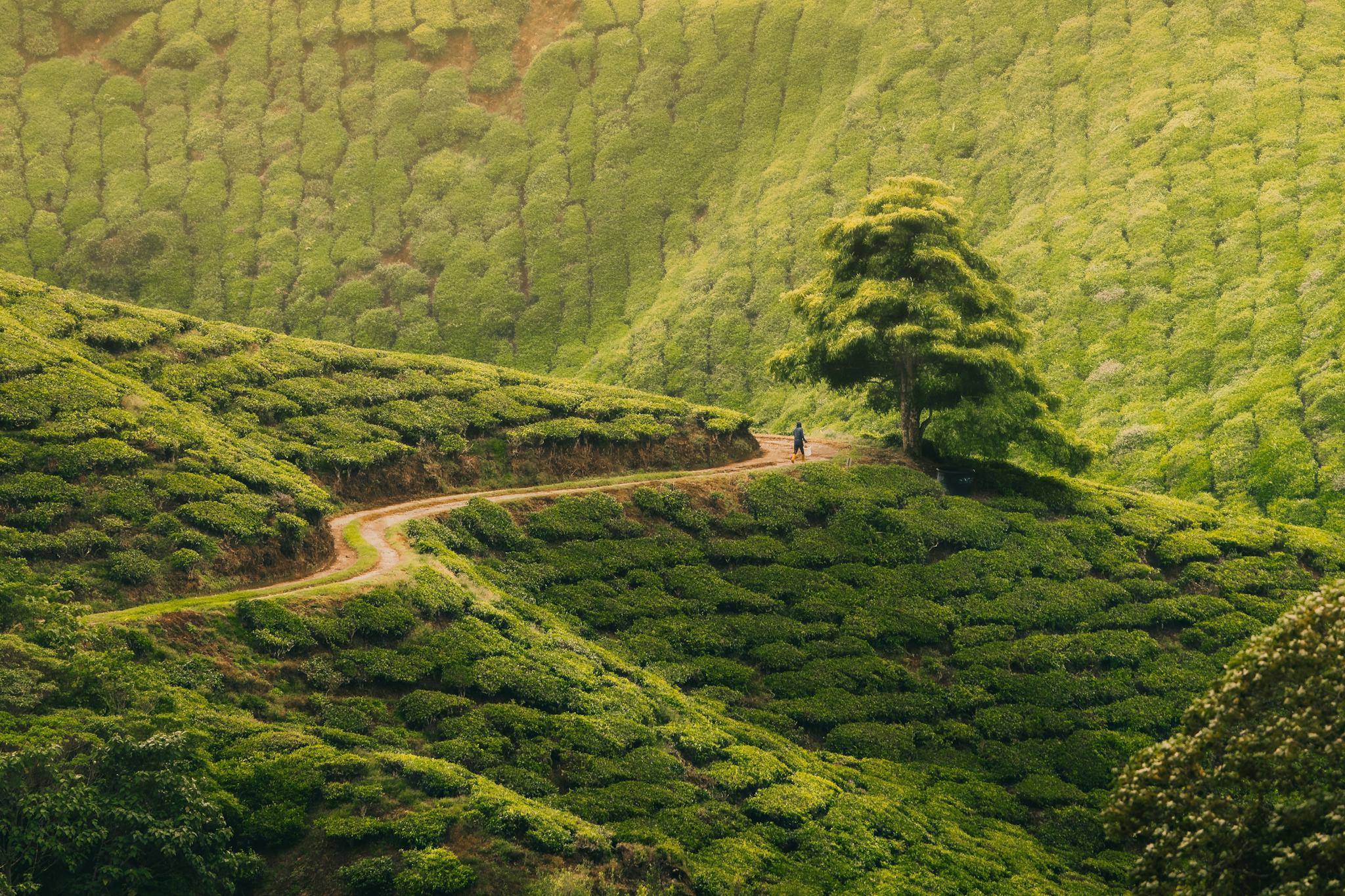 Cameron Highlands