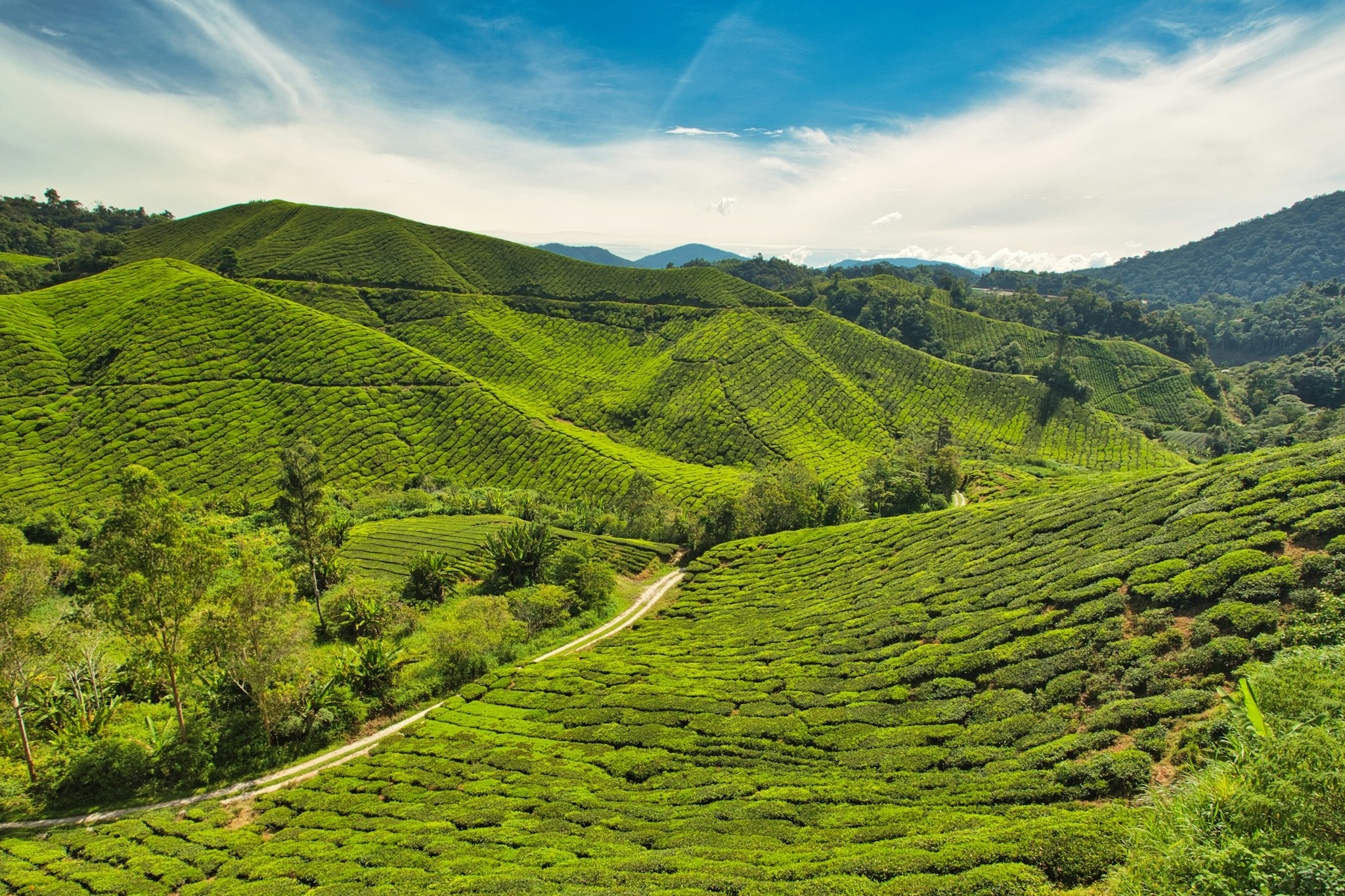 Cameron Highlands