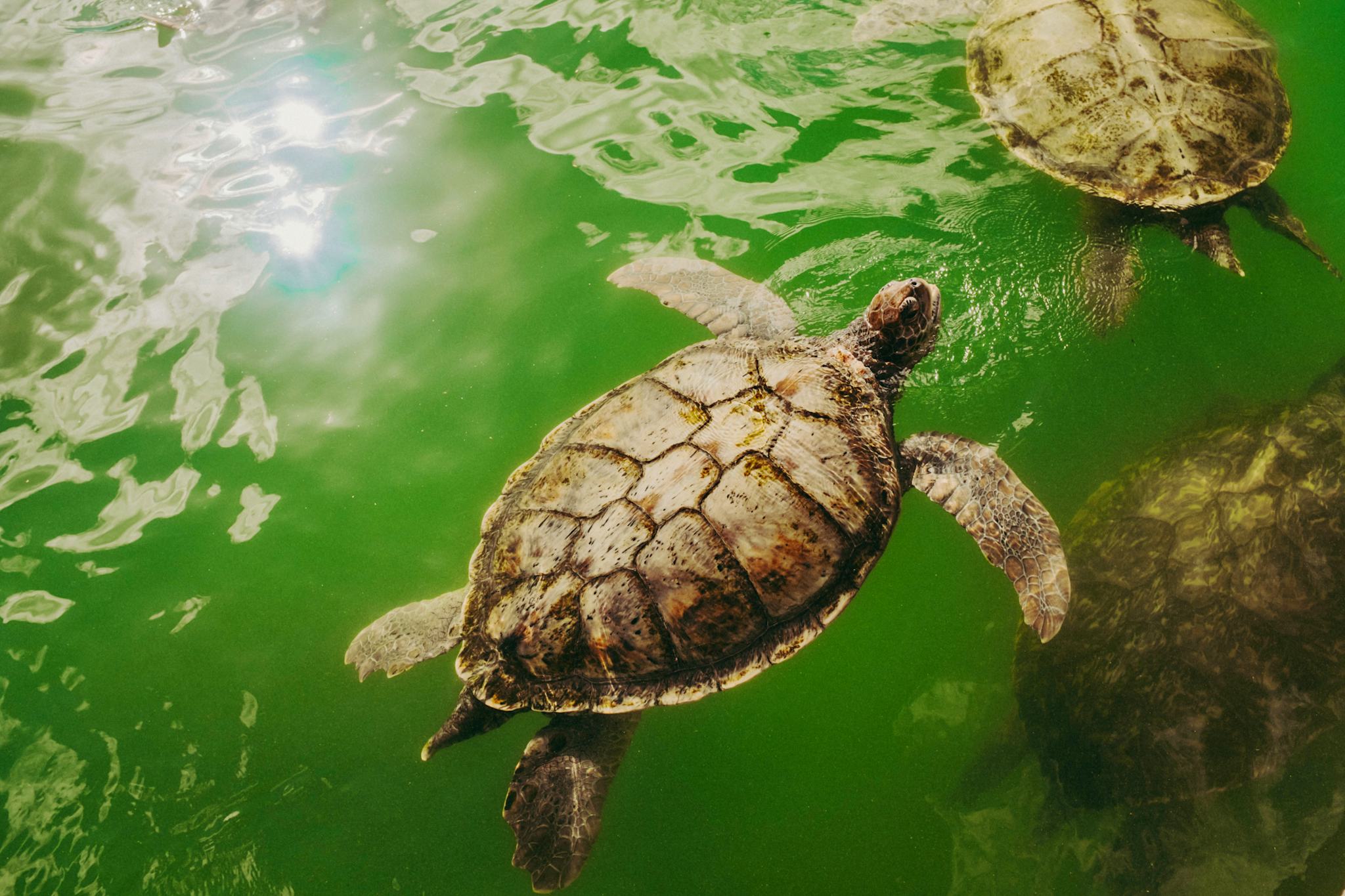 Centre des Tortues des Caïmans