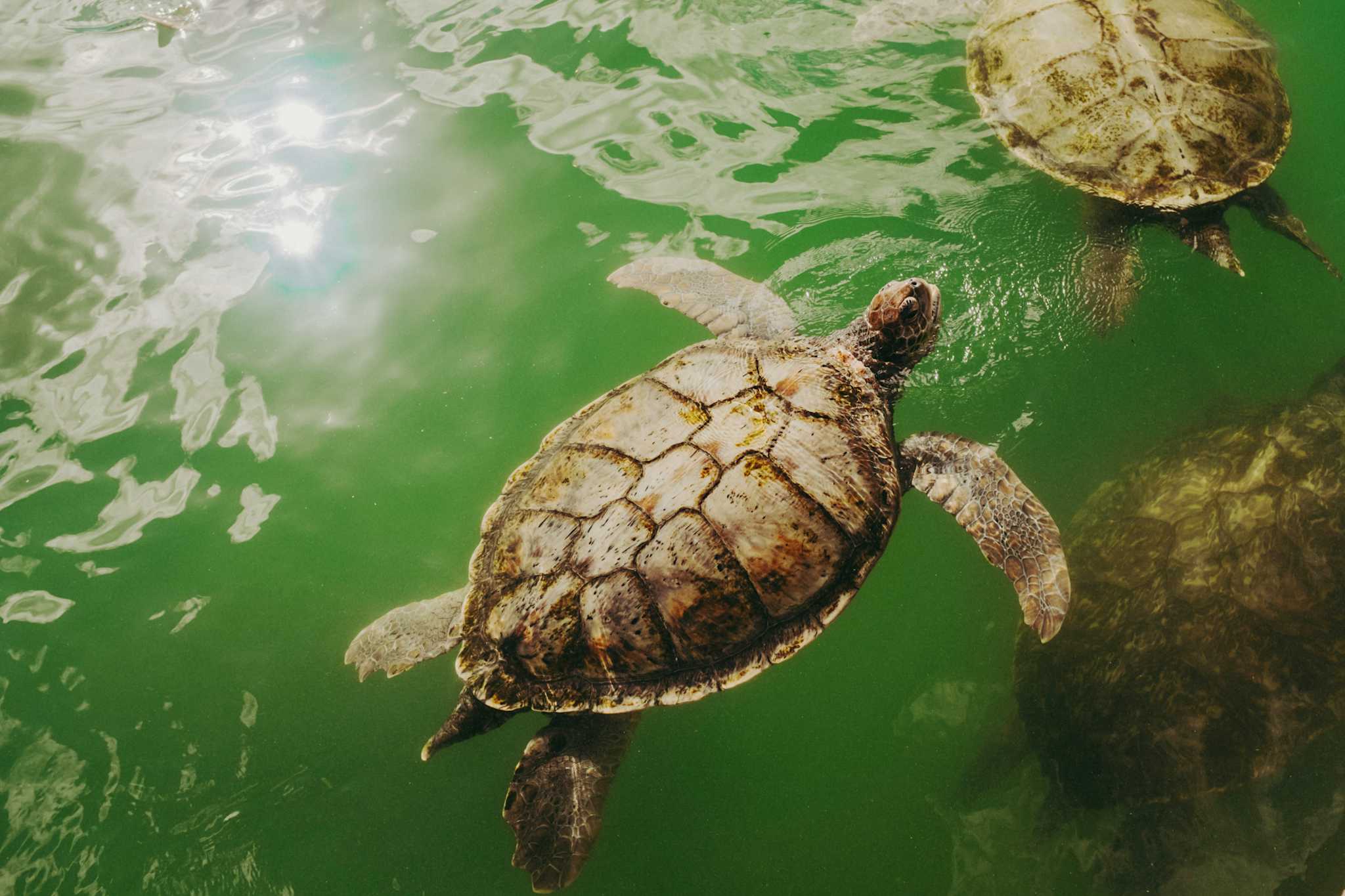 Centre des Tortues des Caïmans