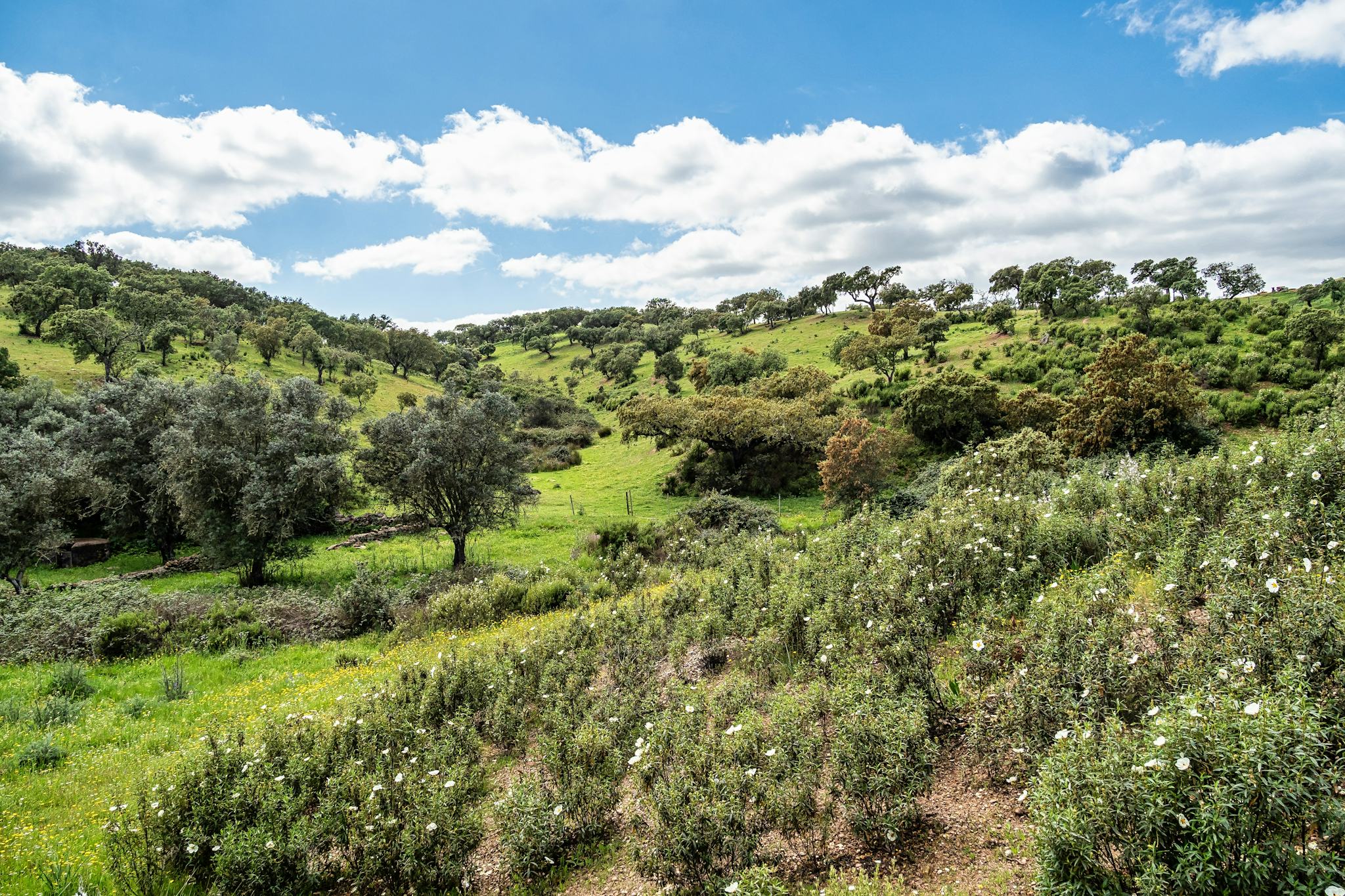 Cerro de Guilhim