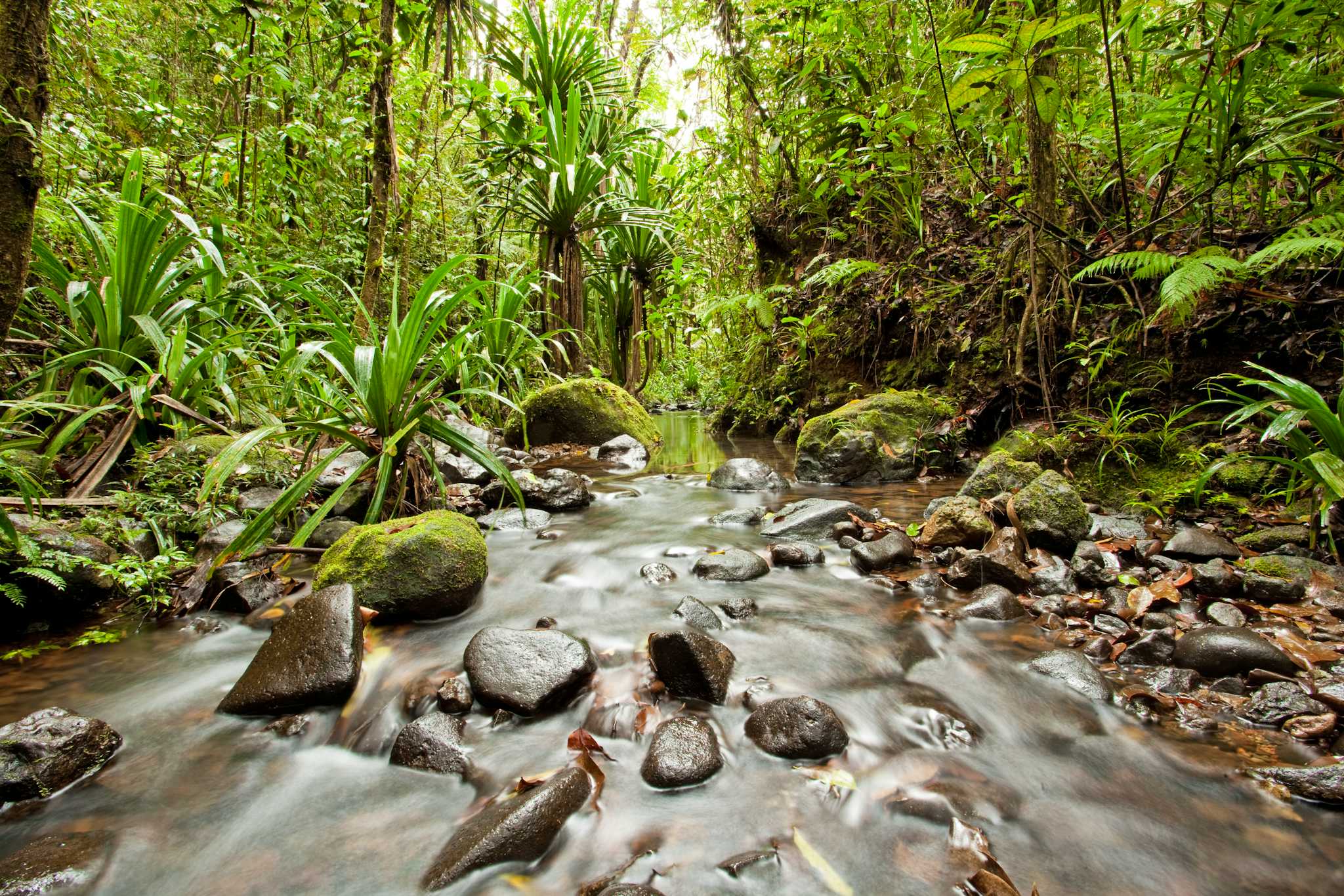 Colo-I-Suva Forest Park