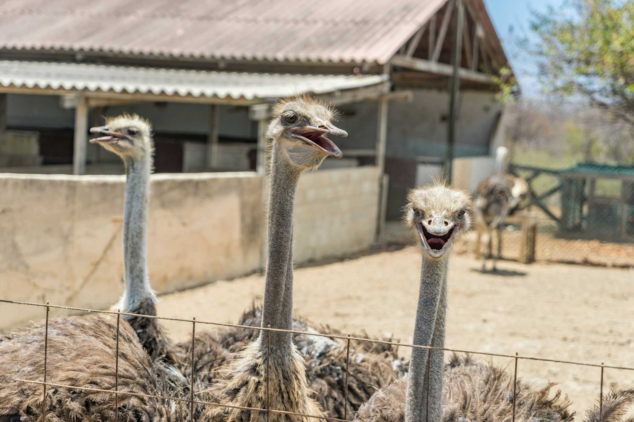 Curaçao Ostrich Farm