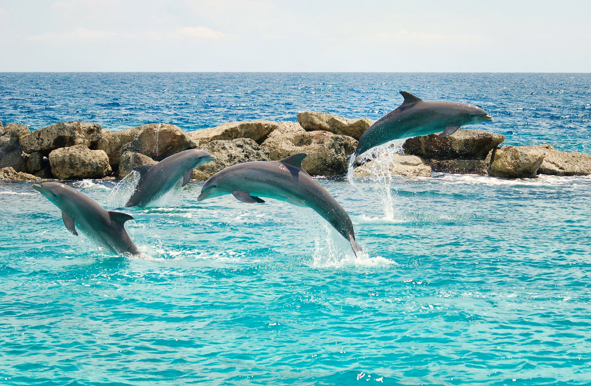 库拉索海洋水族馆