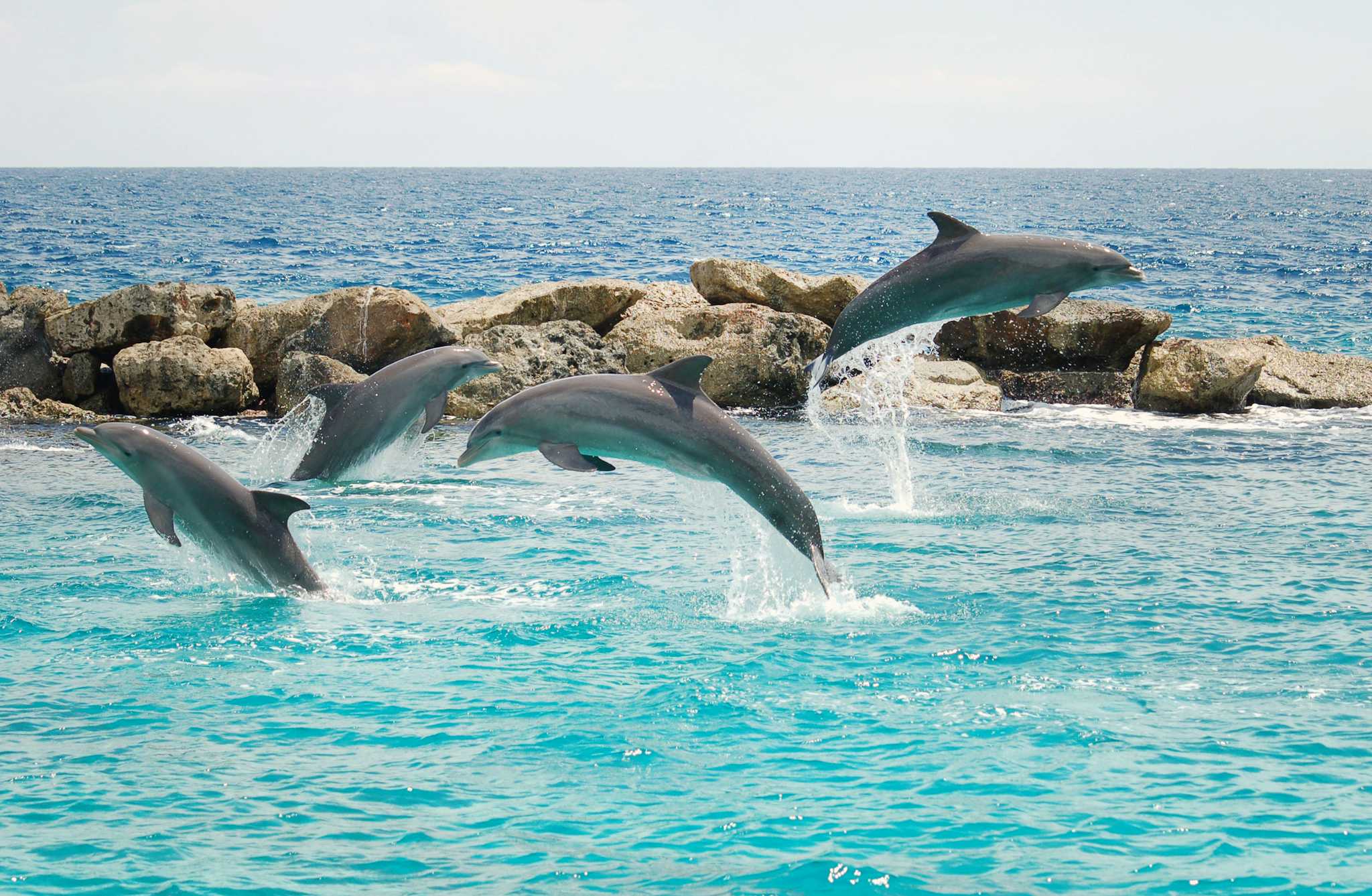 Delfin Akademie Curaçao