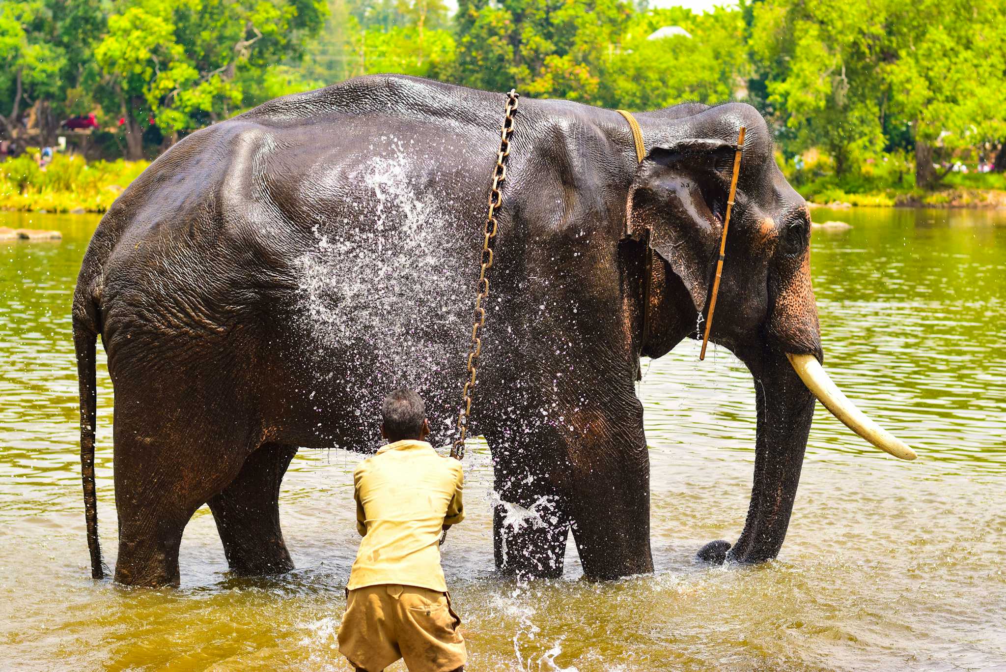 Dubare Elephant Bathing Spot
