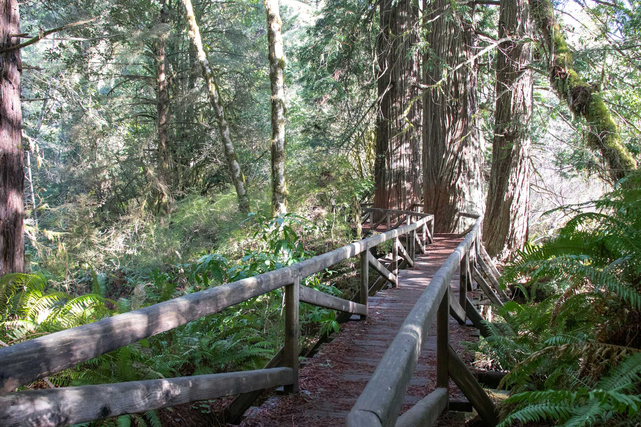 Fern Canyon Loop Trail