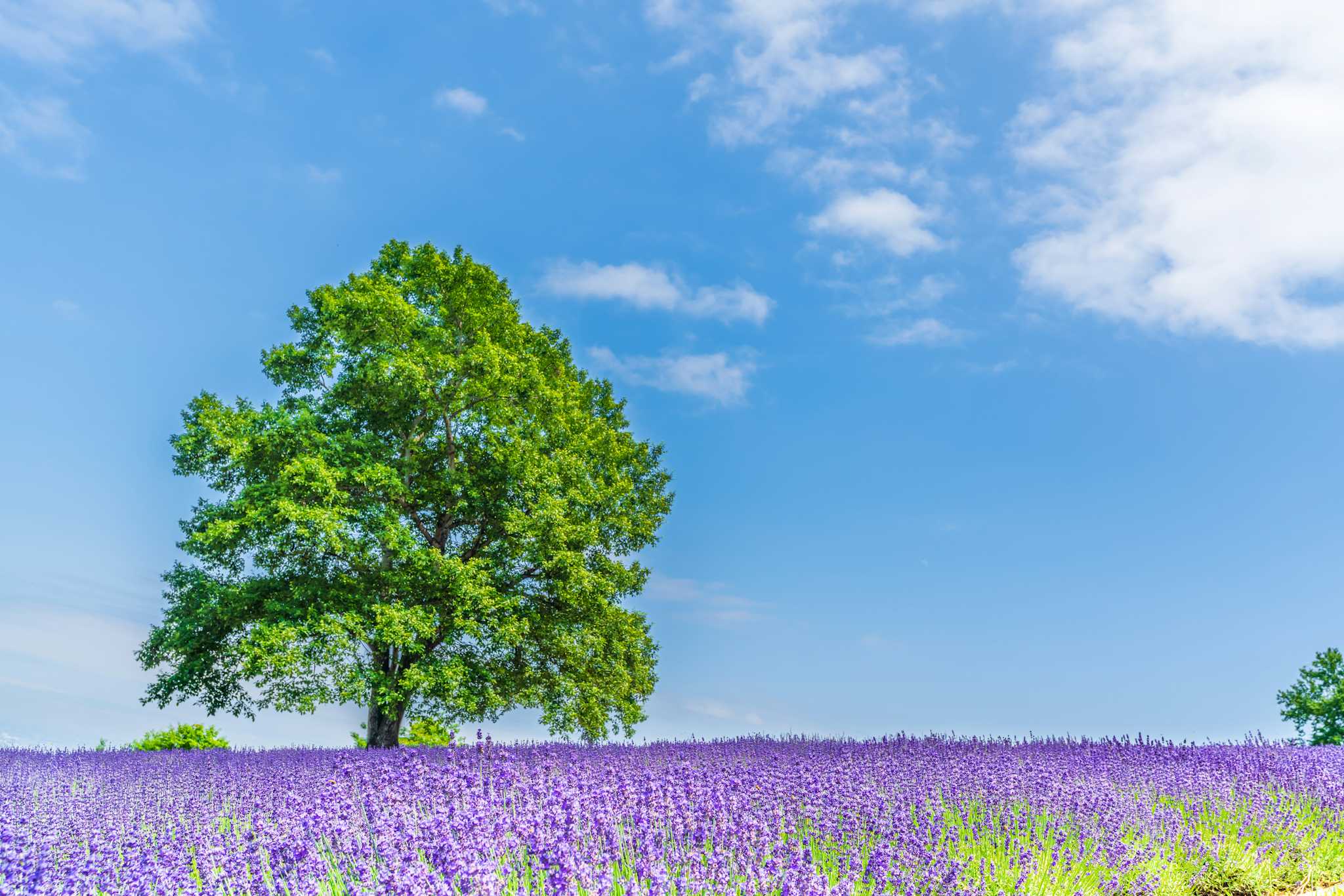 Horomitoge Lavender Garden