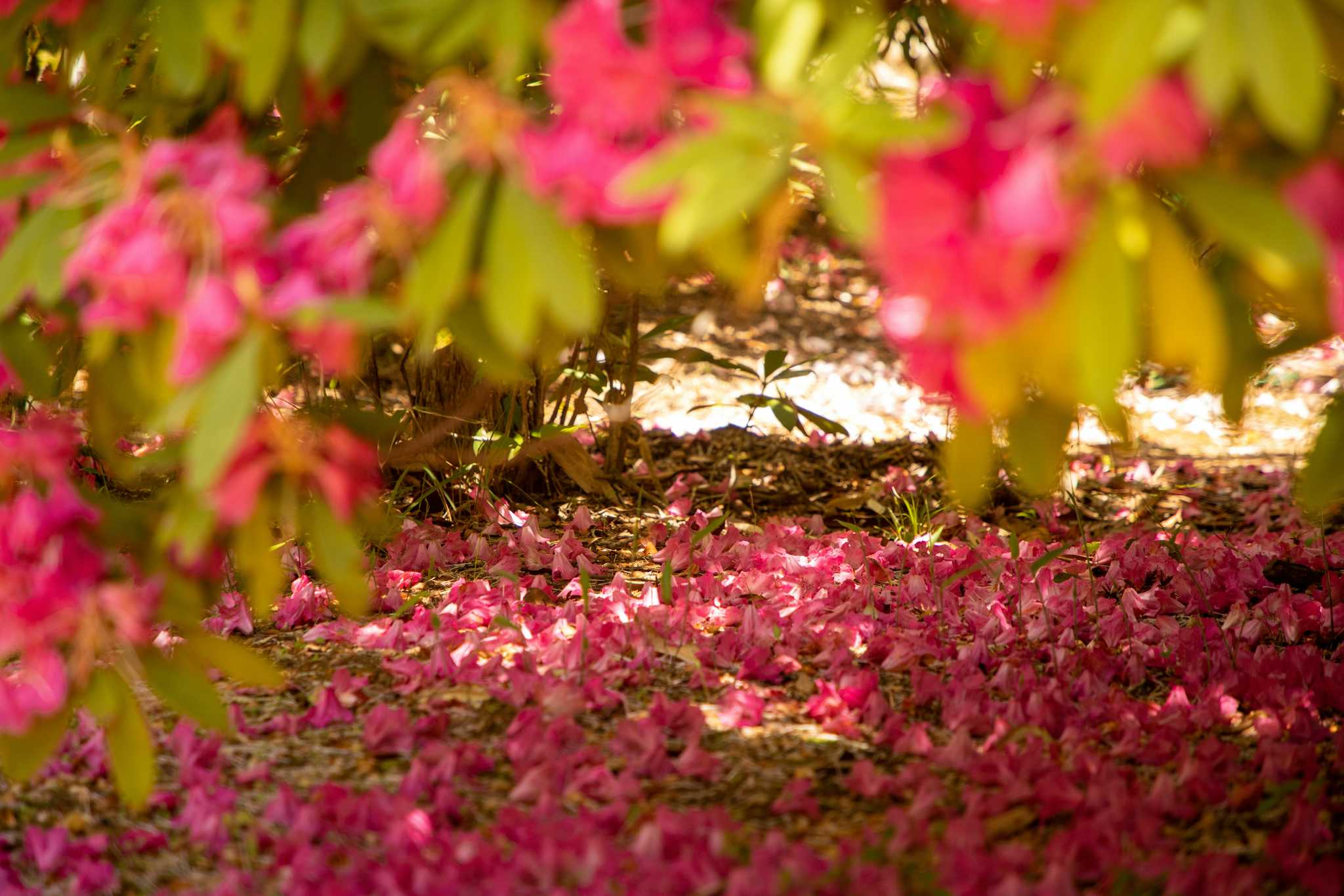 Ikoinomori Park