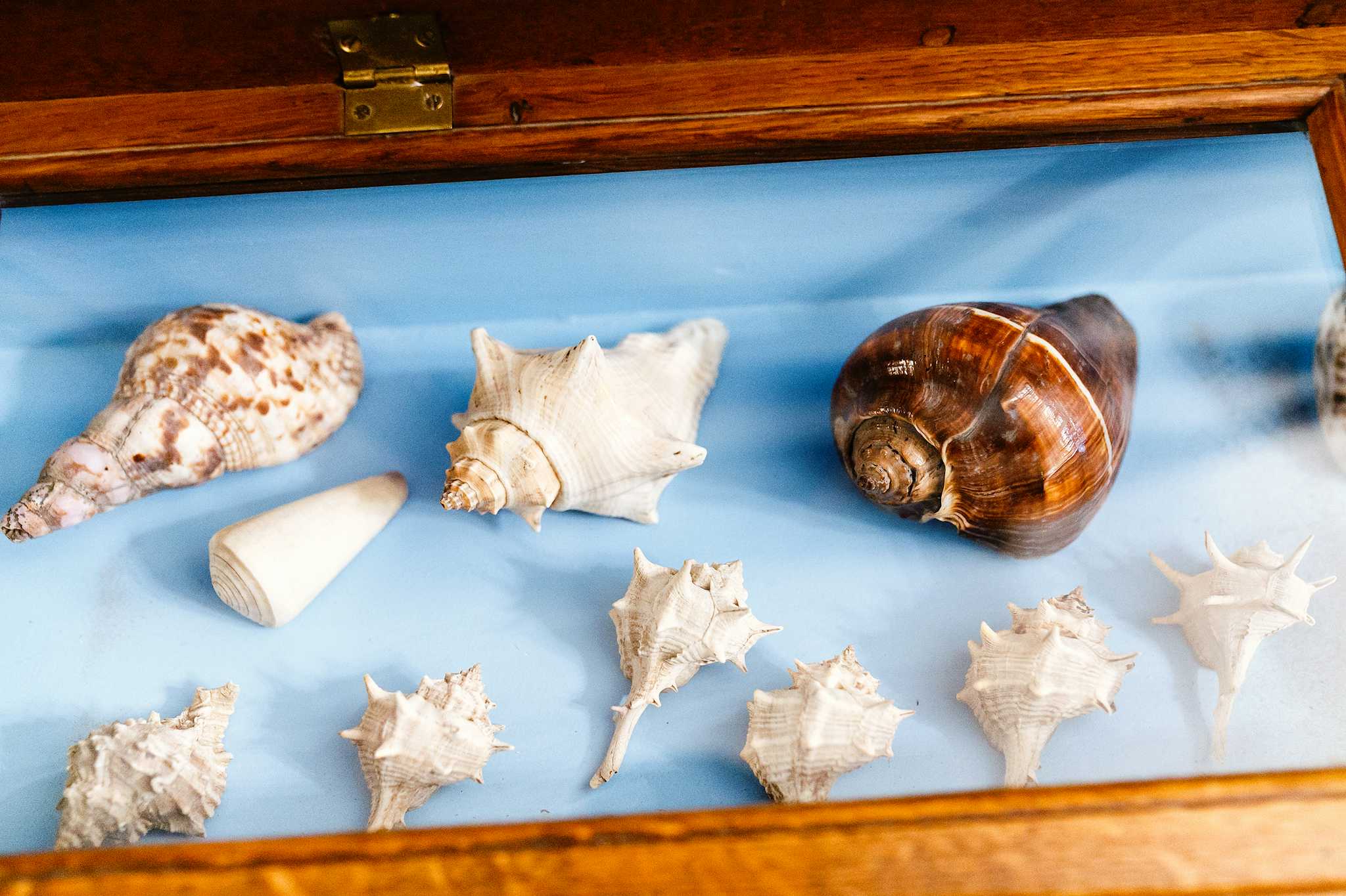 India Seashell Museum