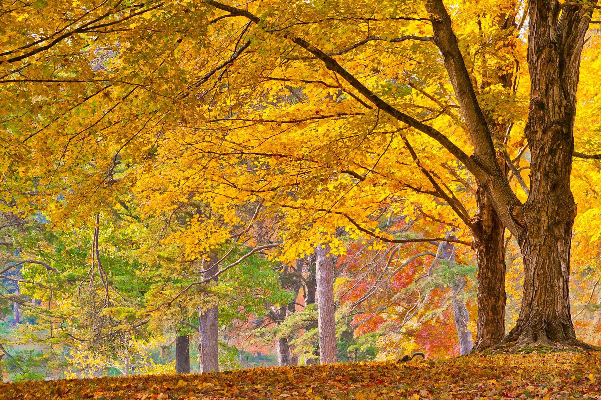 Issyk Arboretum