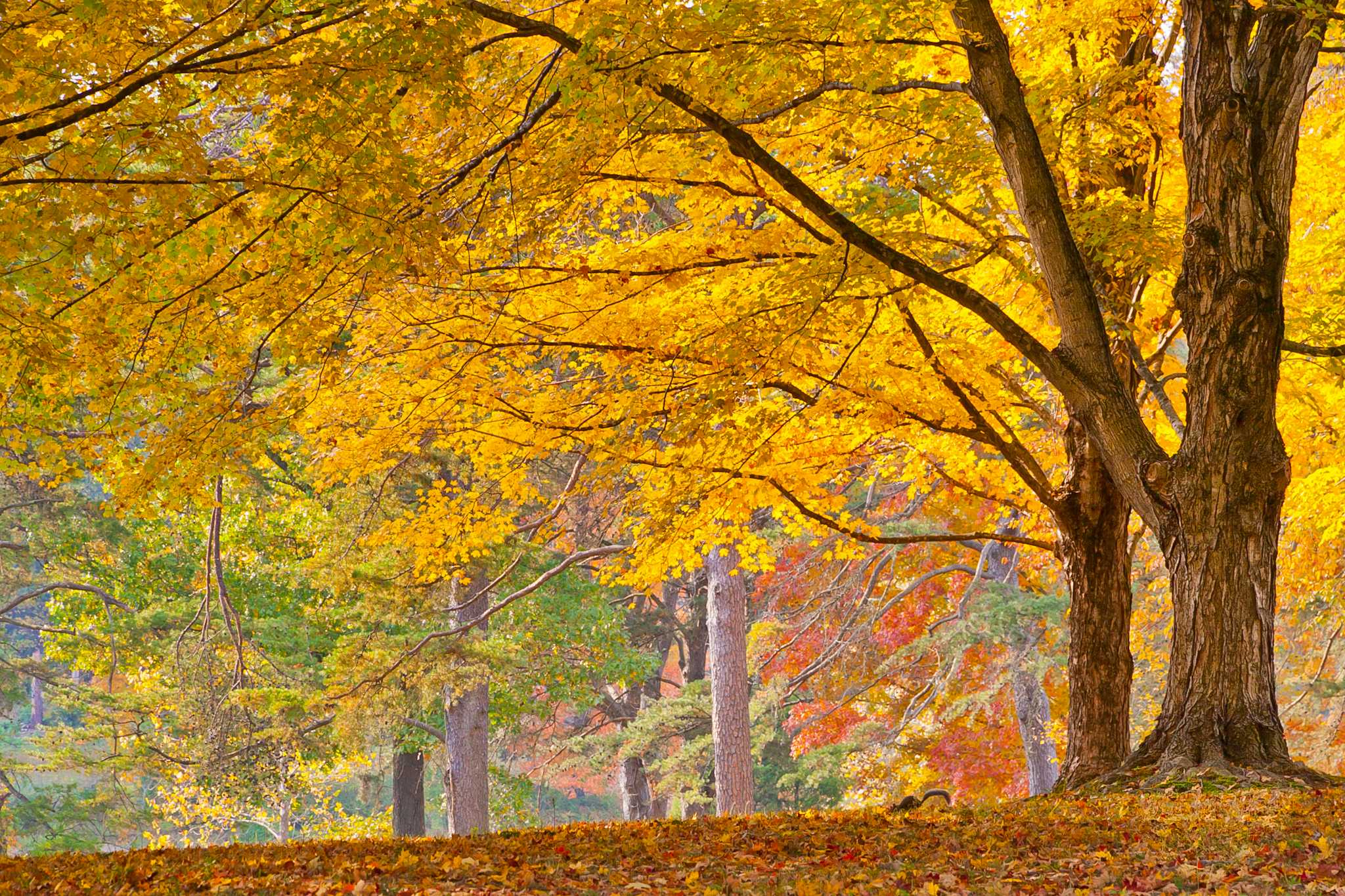 Arboreto Issyk