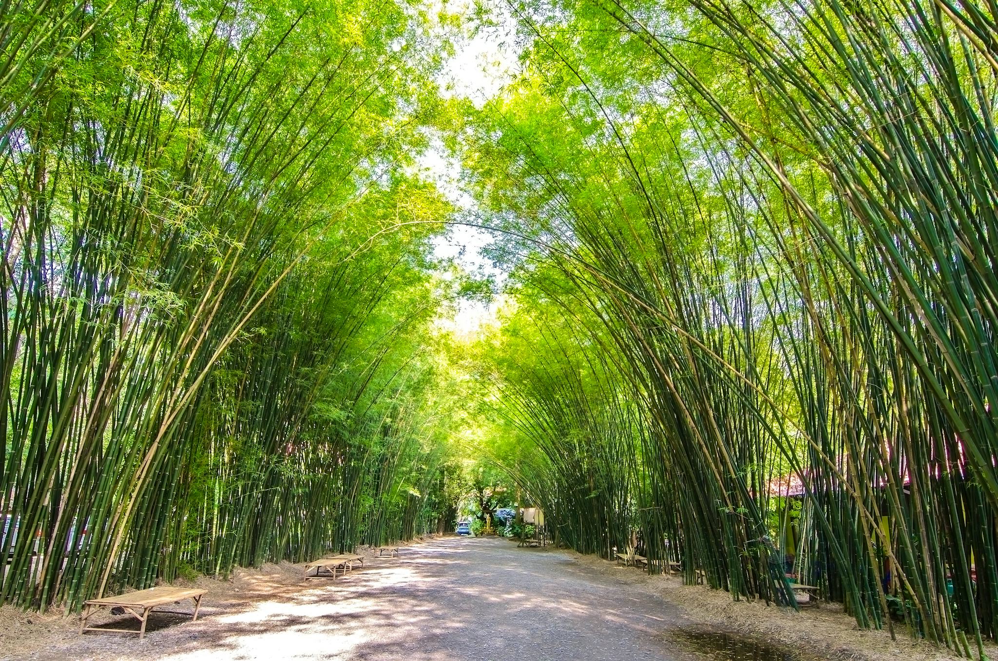 兰塞蒂利亚植物园