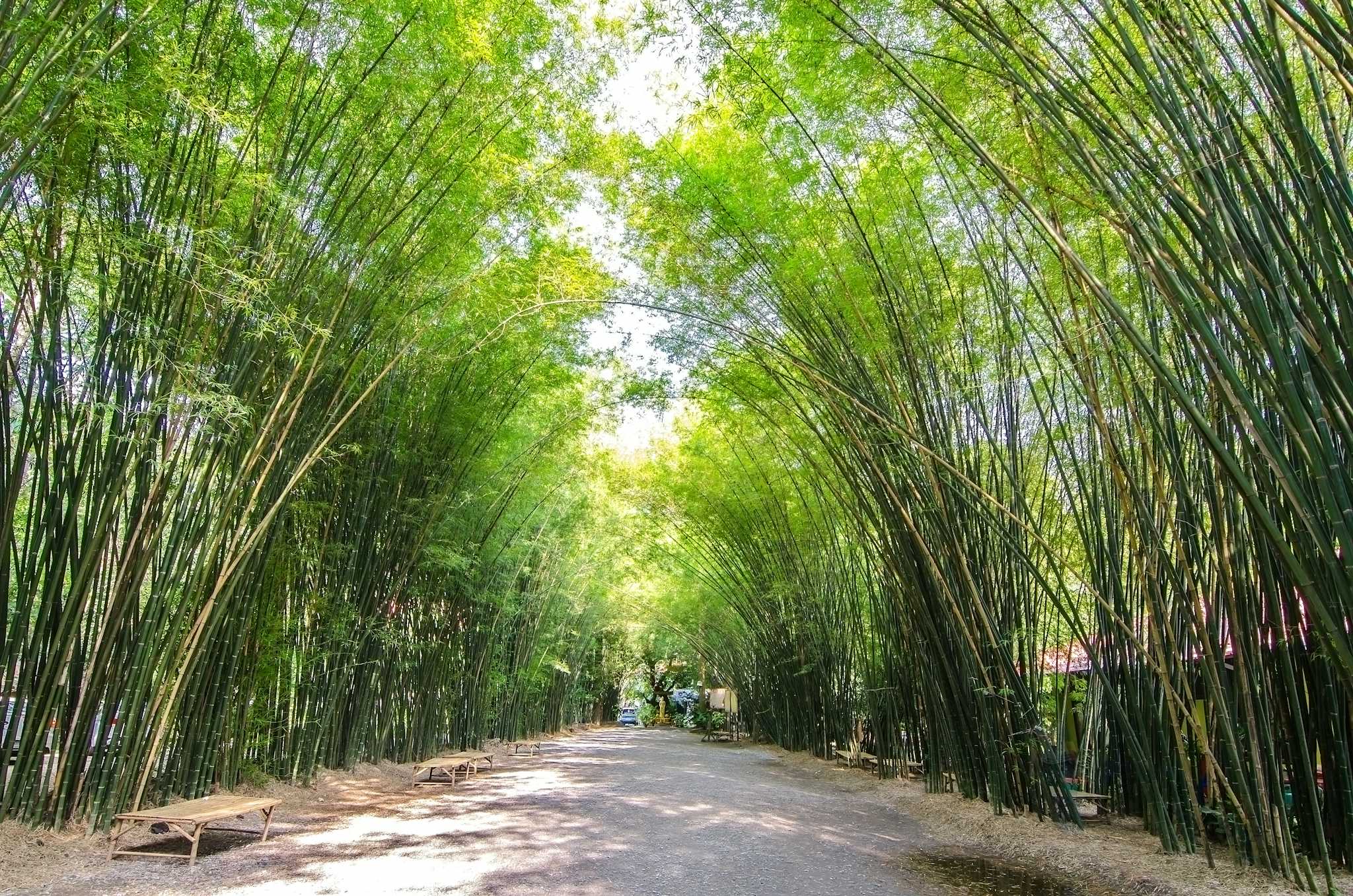 Jardín Botánico Lancetilla