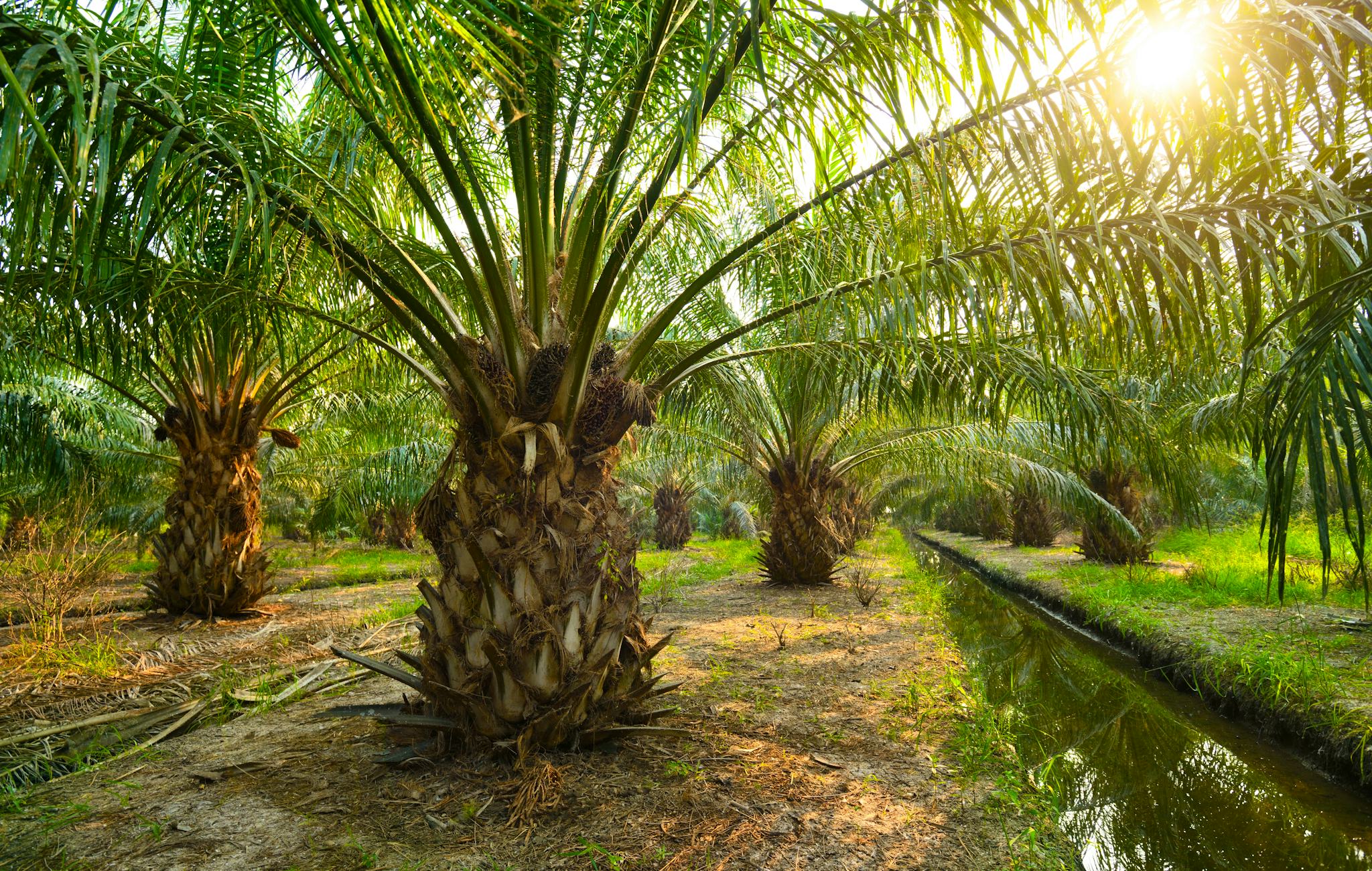 Jardin Botanique de Bingerville