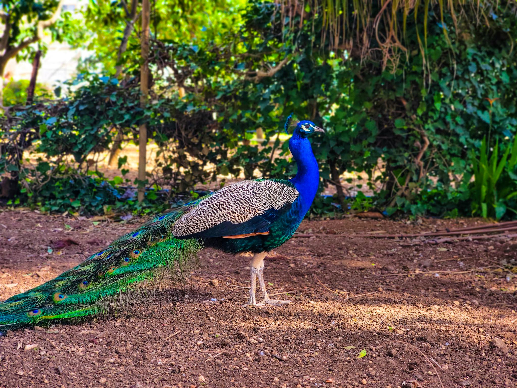 Kauthuka Park