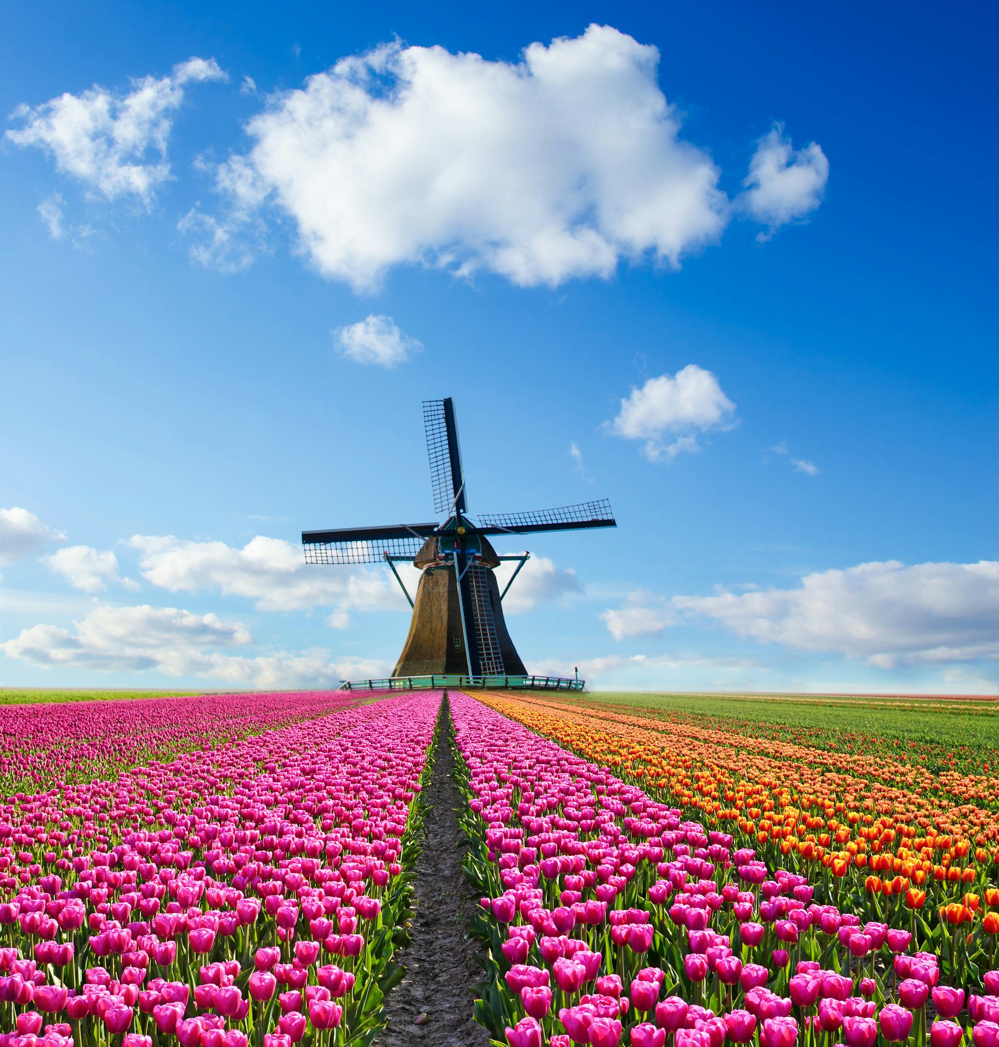 Kinderdijk