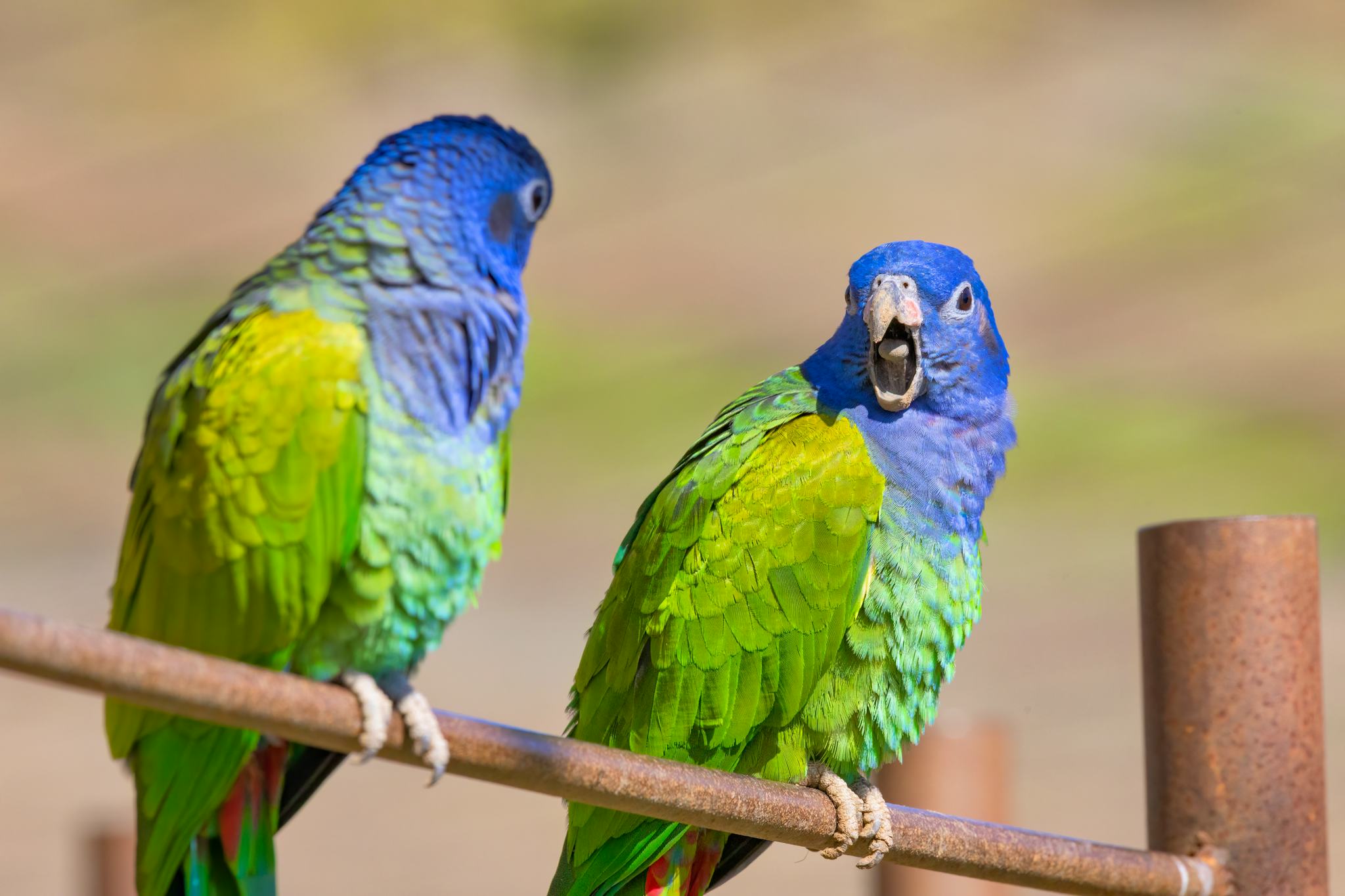 La Serena Zoo