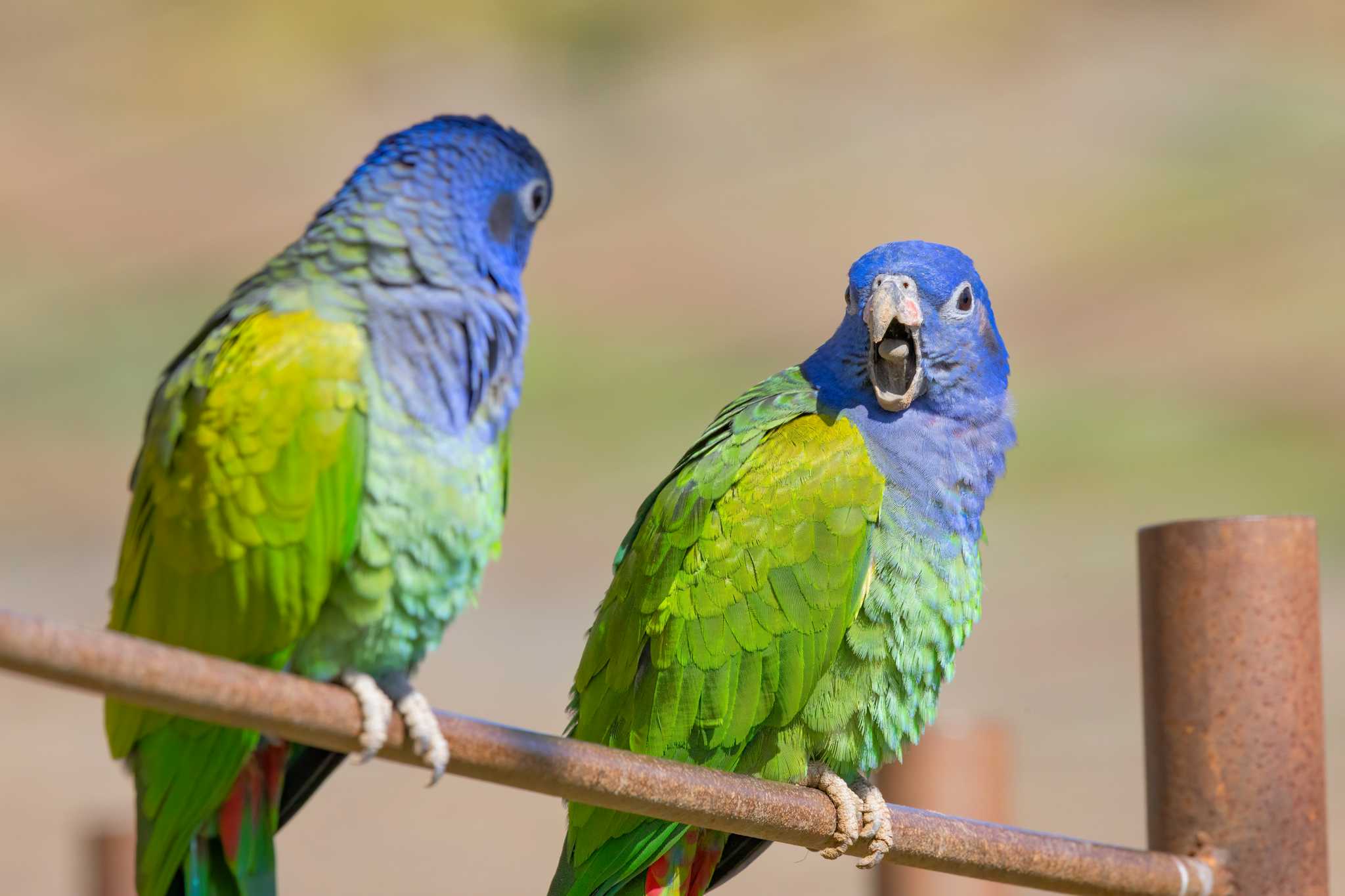 La Serena Zoo