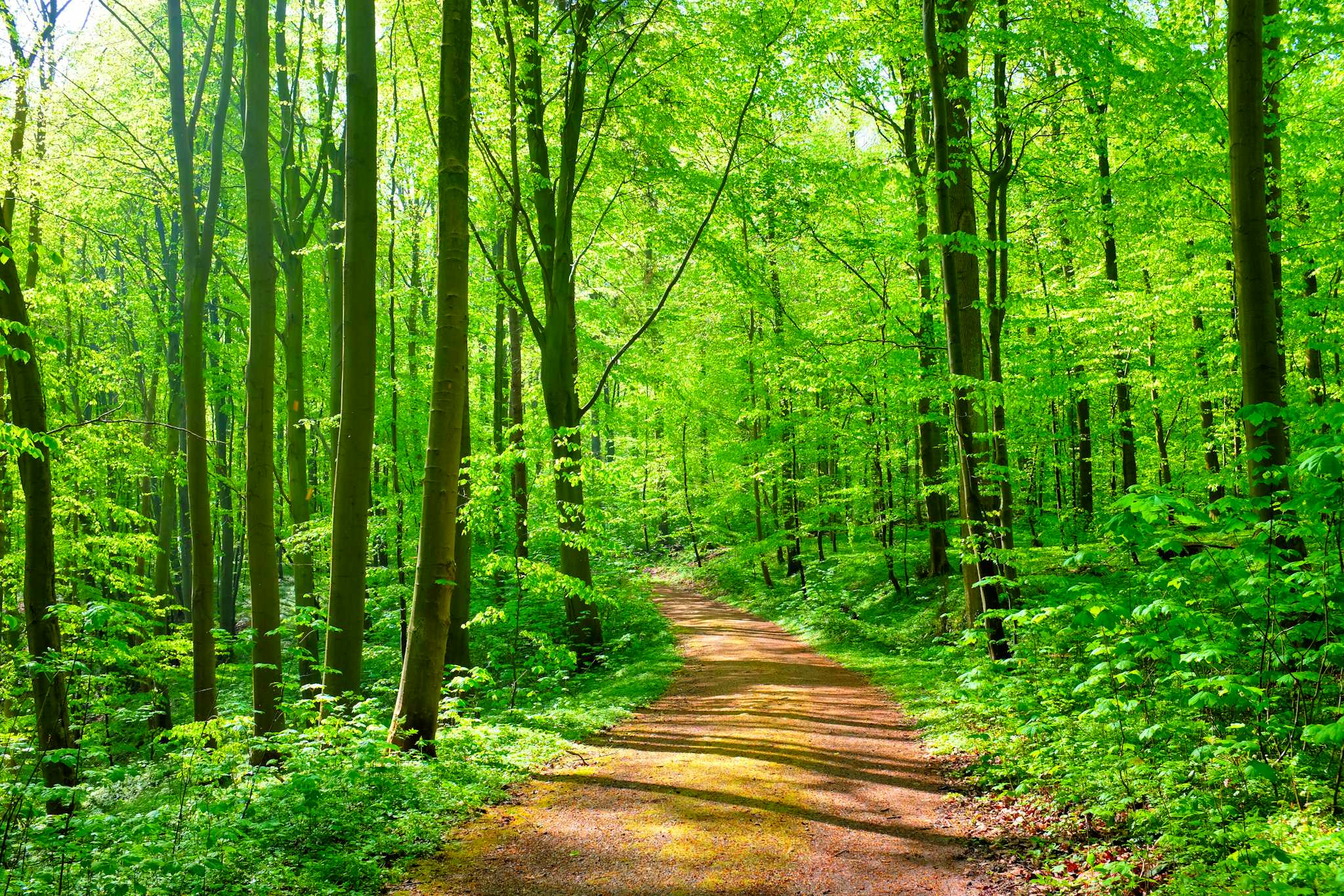 Narsapur Forest Urban Park