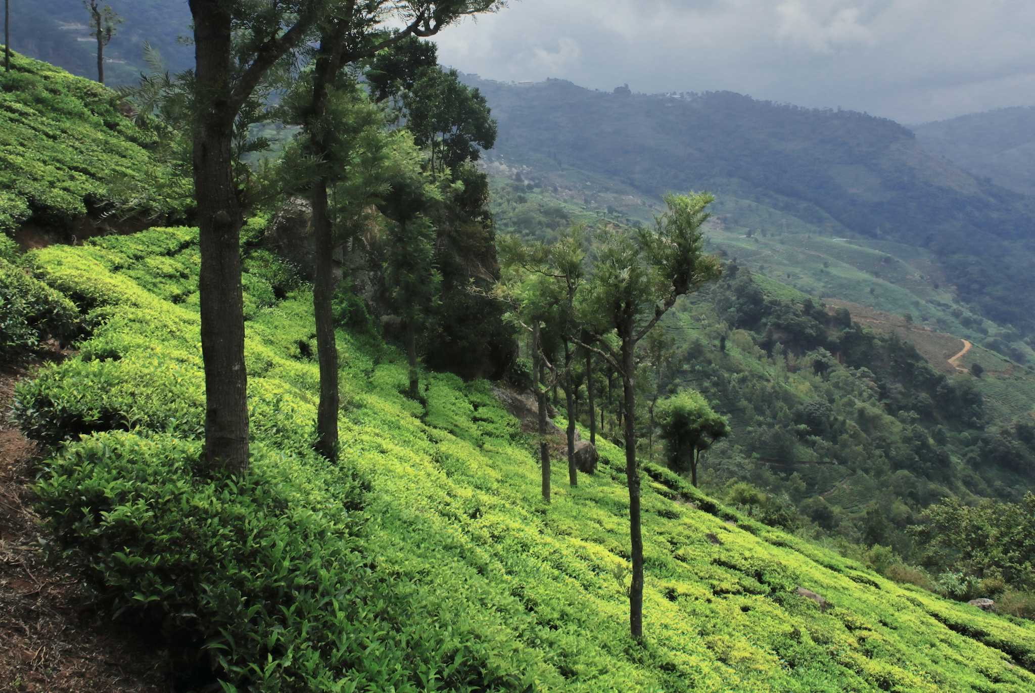 Nilgiris Foothills