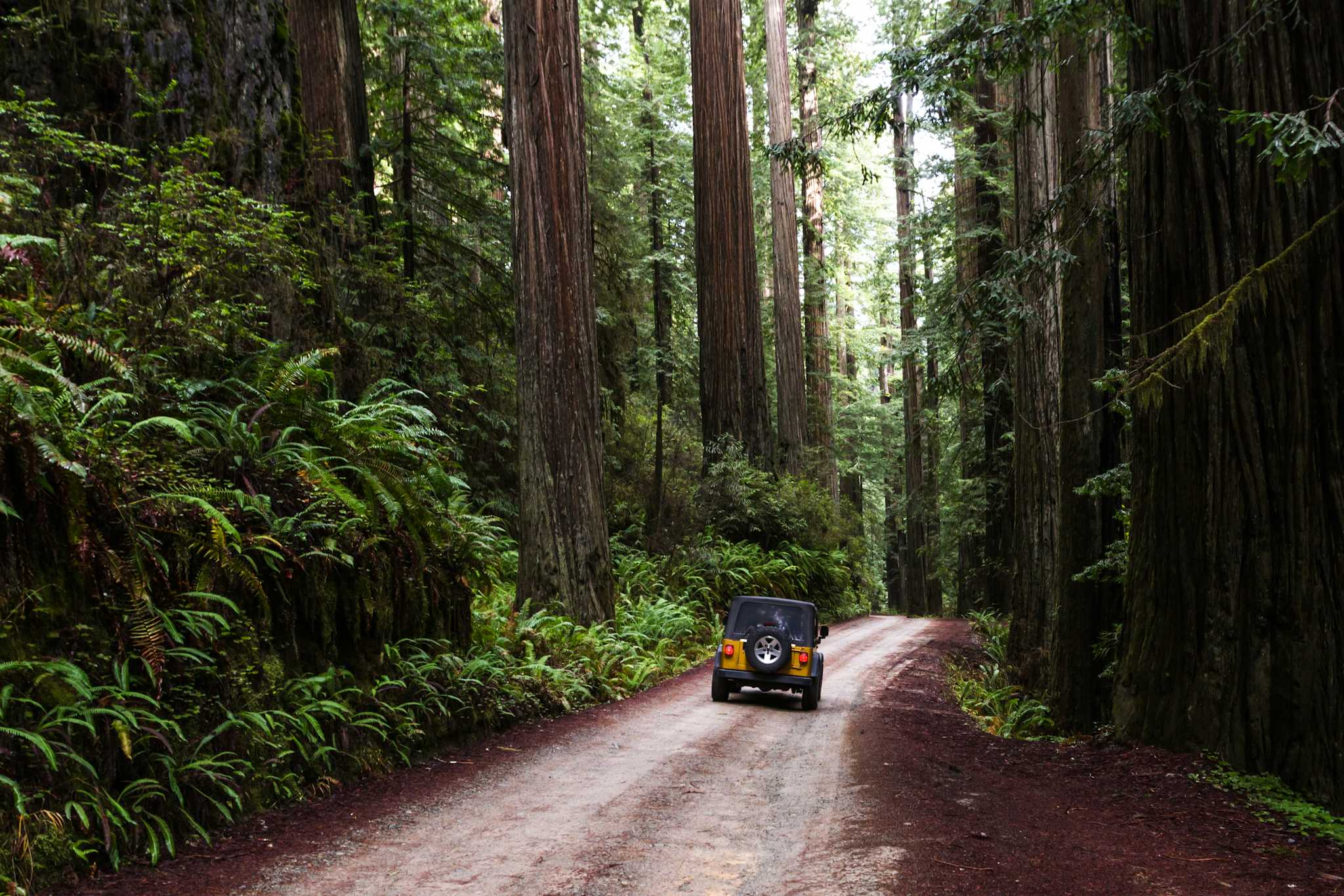 Oregon Redwoods Trail