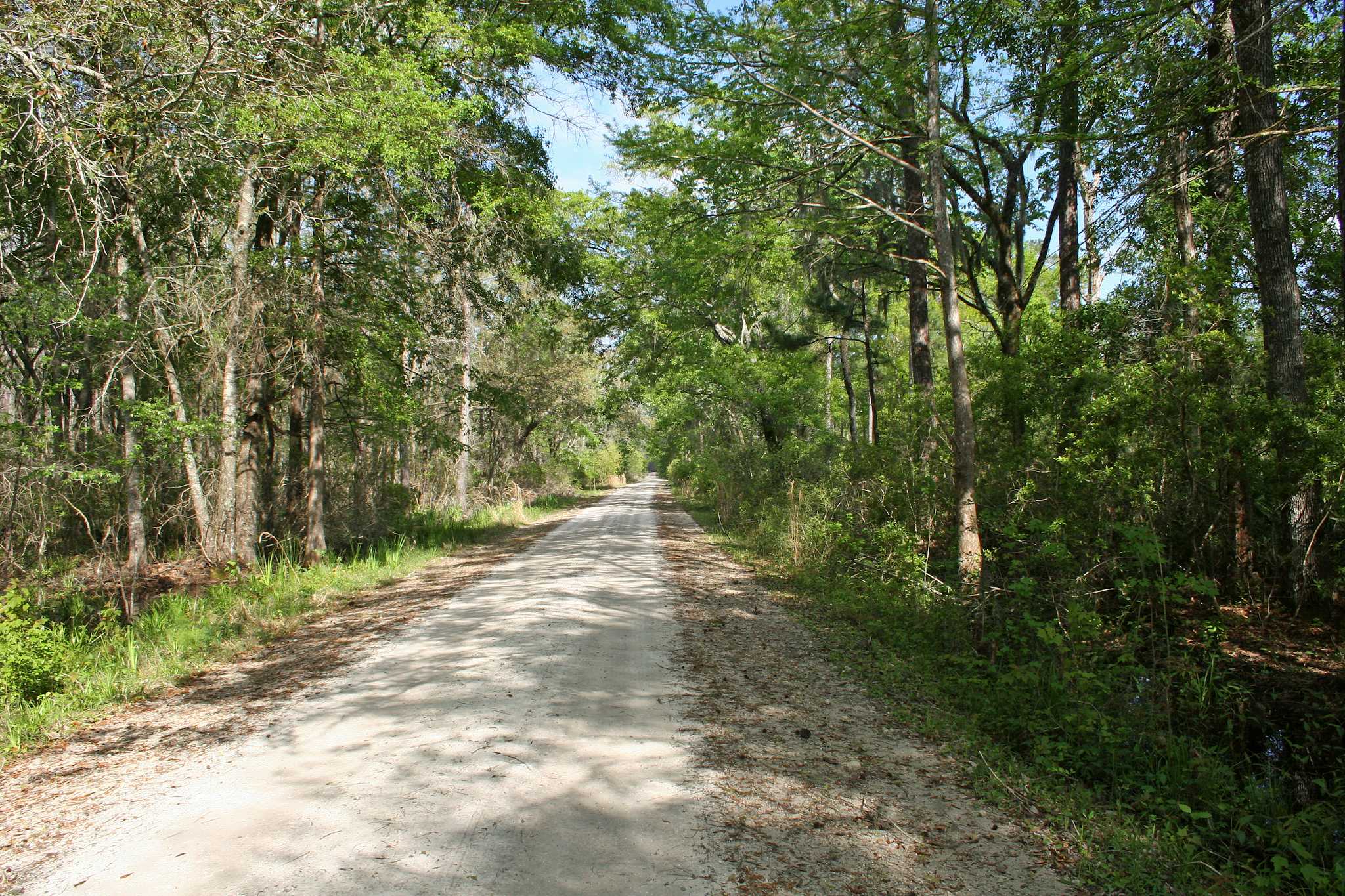 Bosque Nacional Osceola