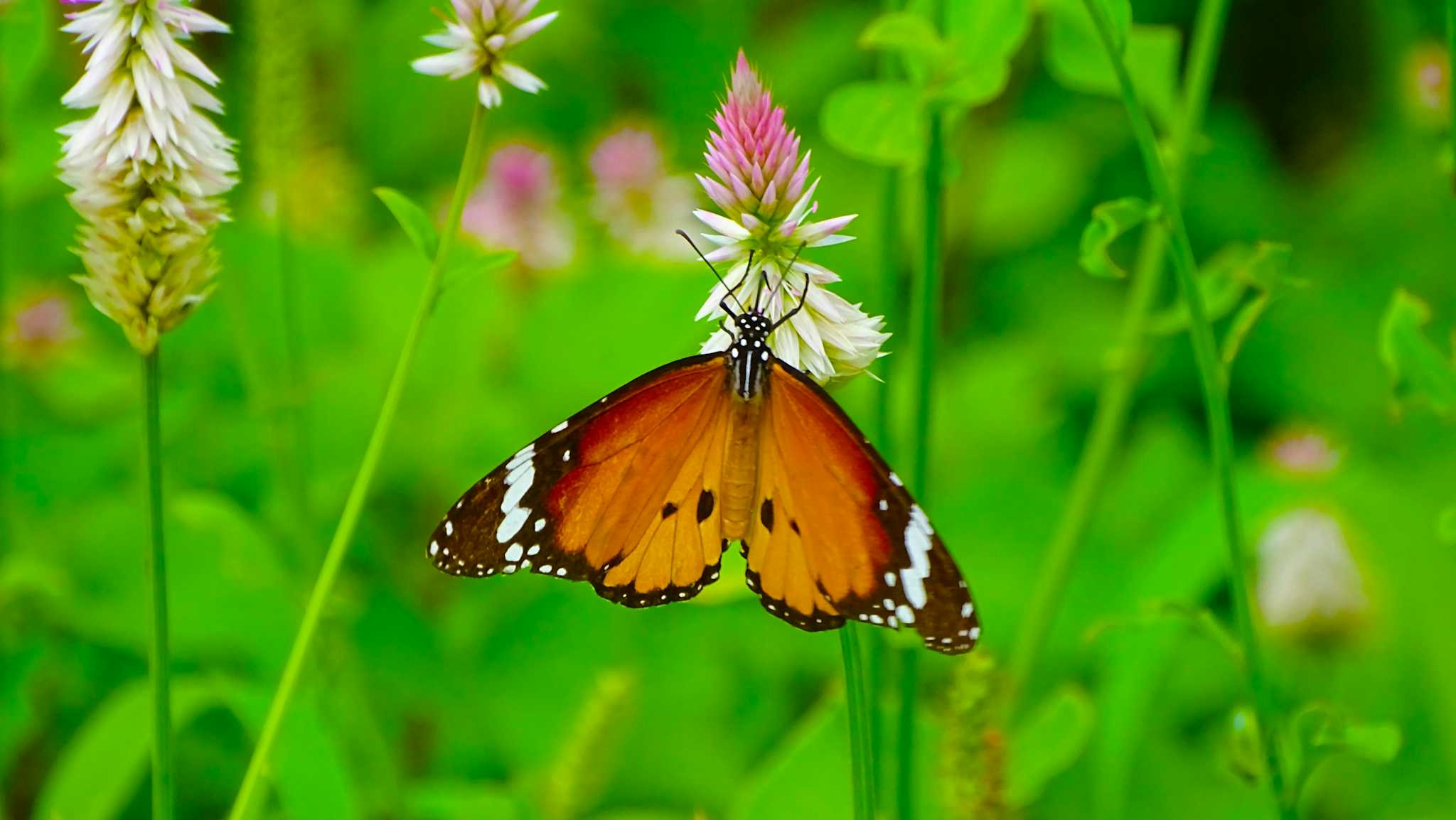 Ovalekar Wadi Butterfly Garden