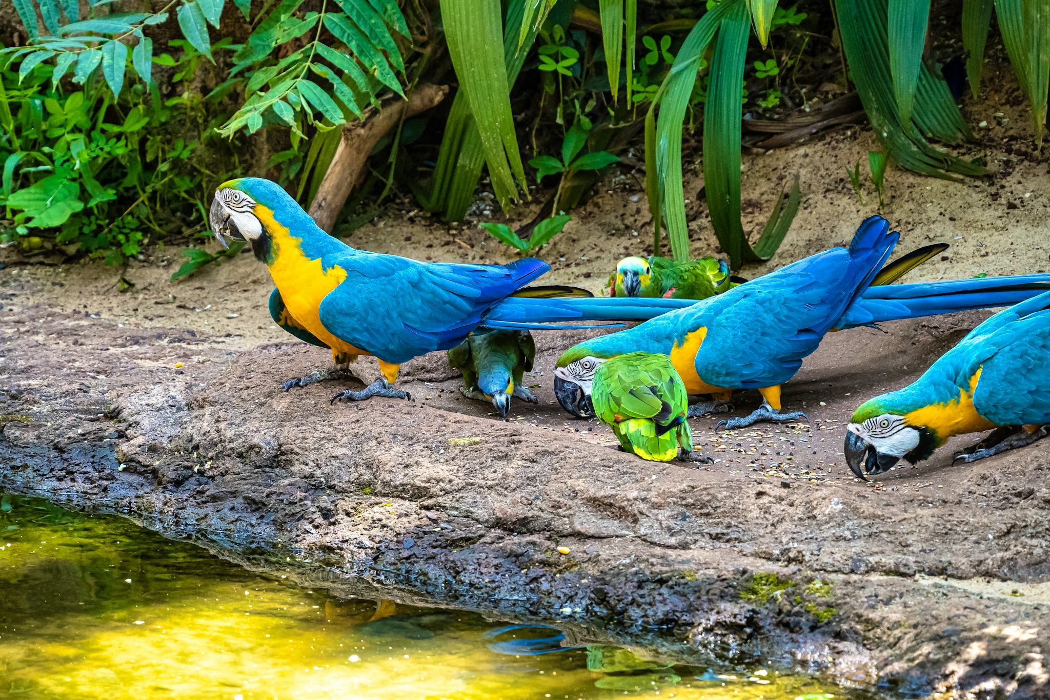 Parque das Aves