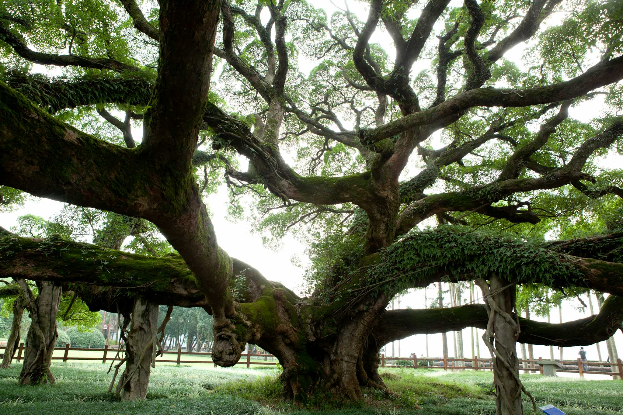 Pillalamarri Banyan Tree