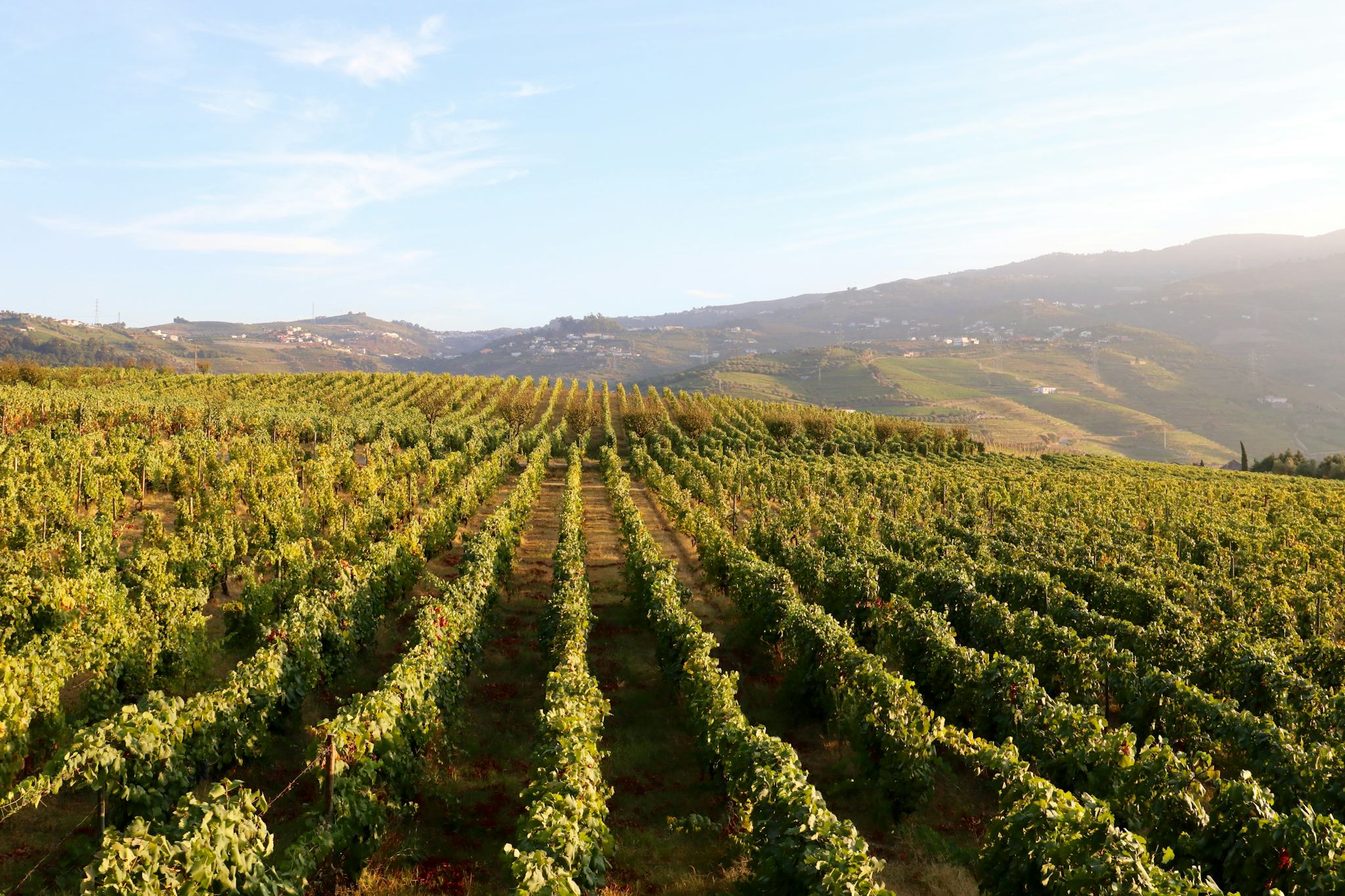 Quinta da Tor