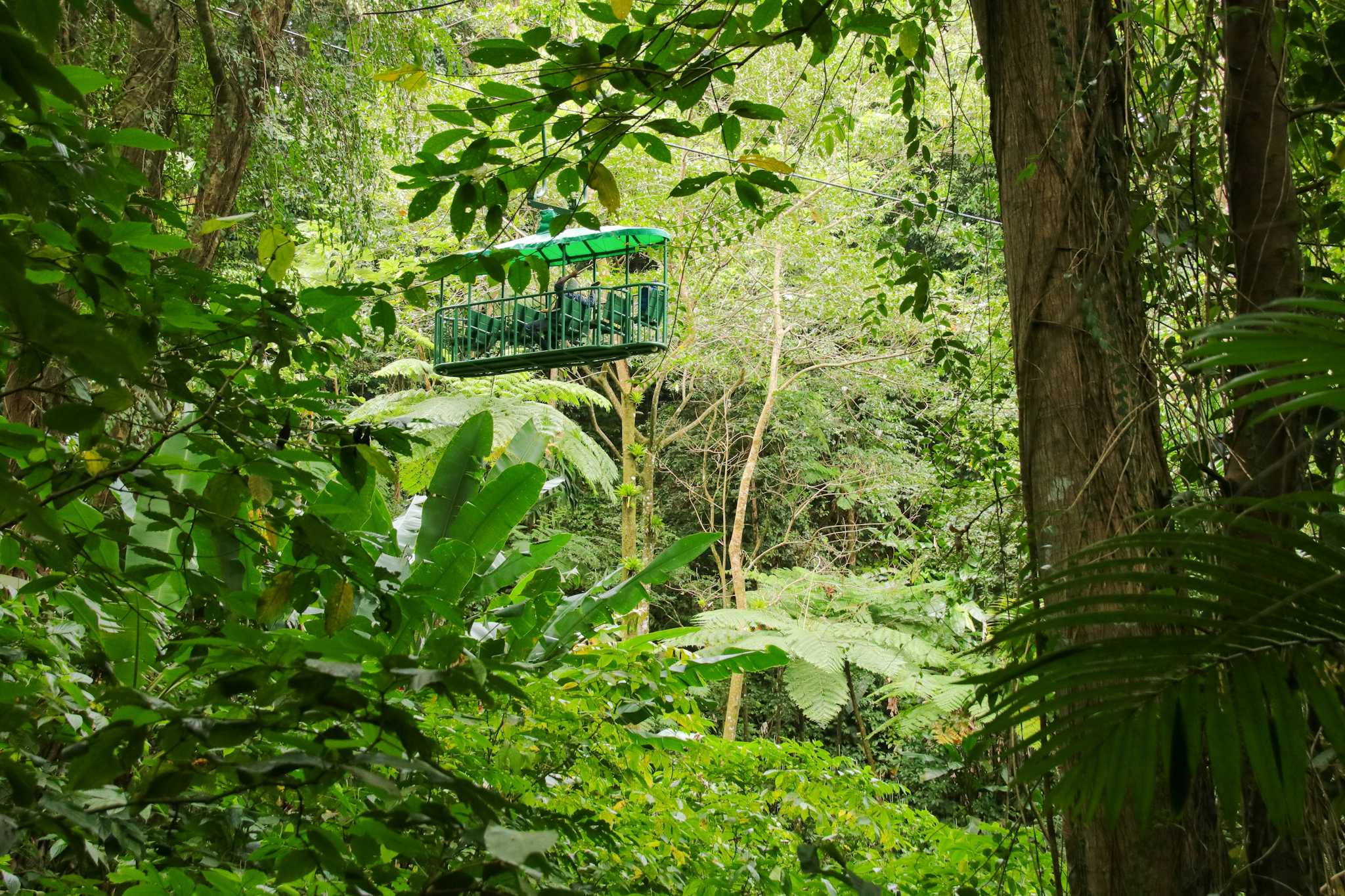 Rainforest Adventures
