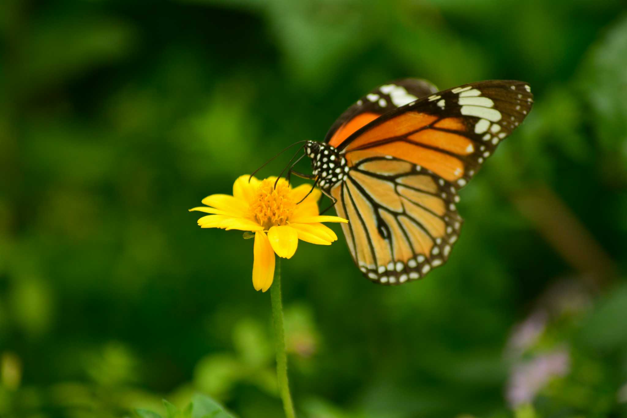 Sammilan Shetty's Butterfly Park