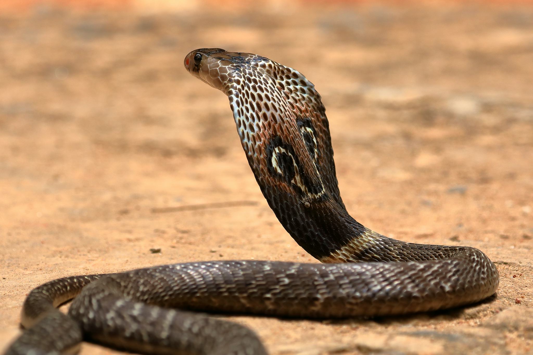 Snake Farm Weligama 