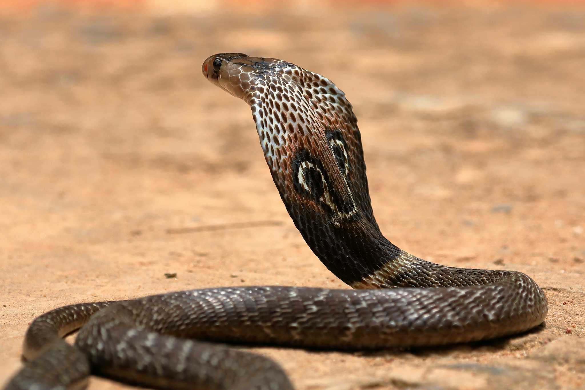 Ferme de serpents Weligama