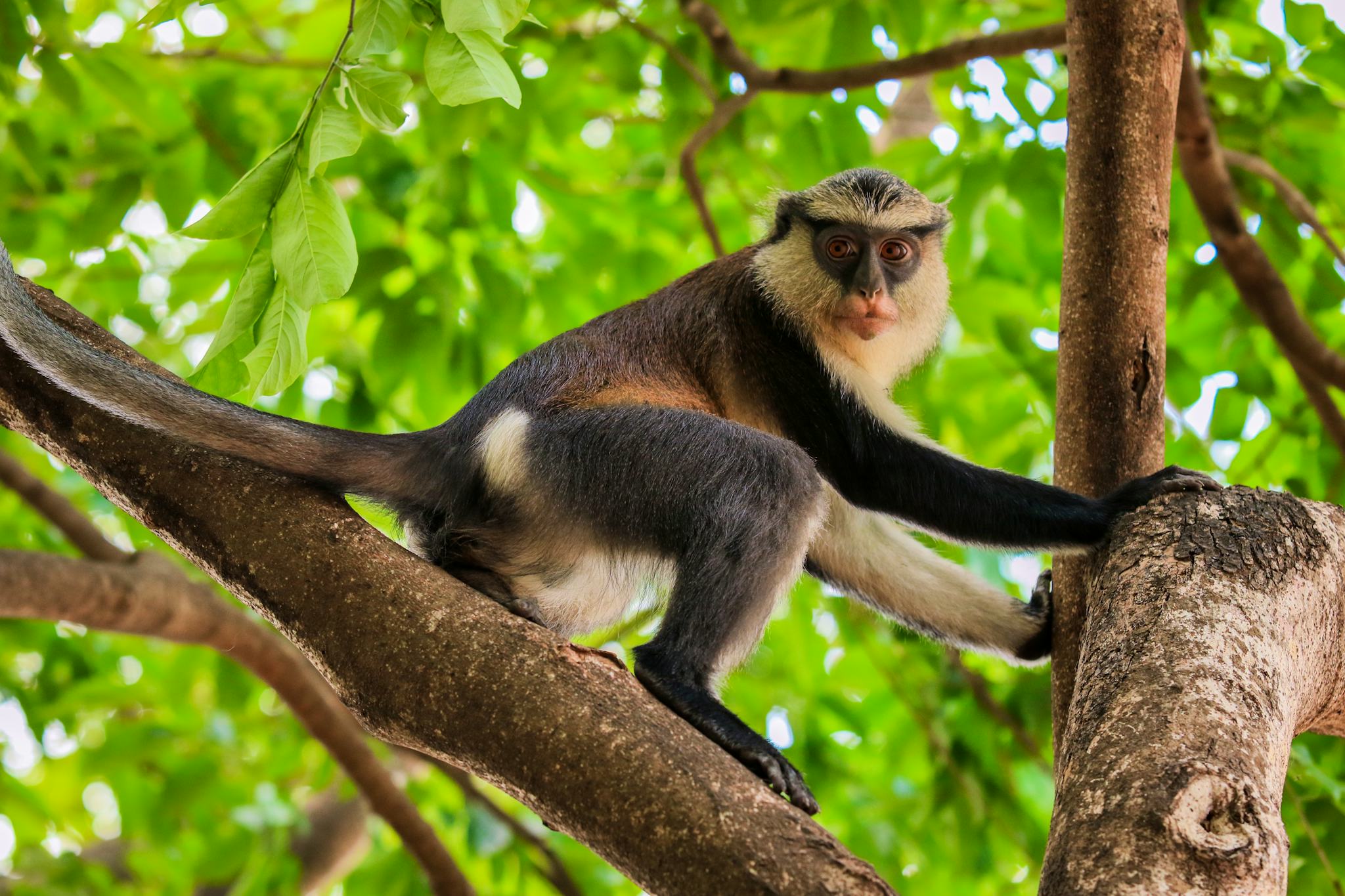 Tafi Atome Monkey Sanctuary