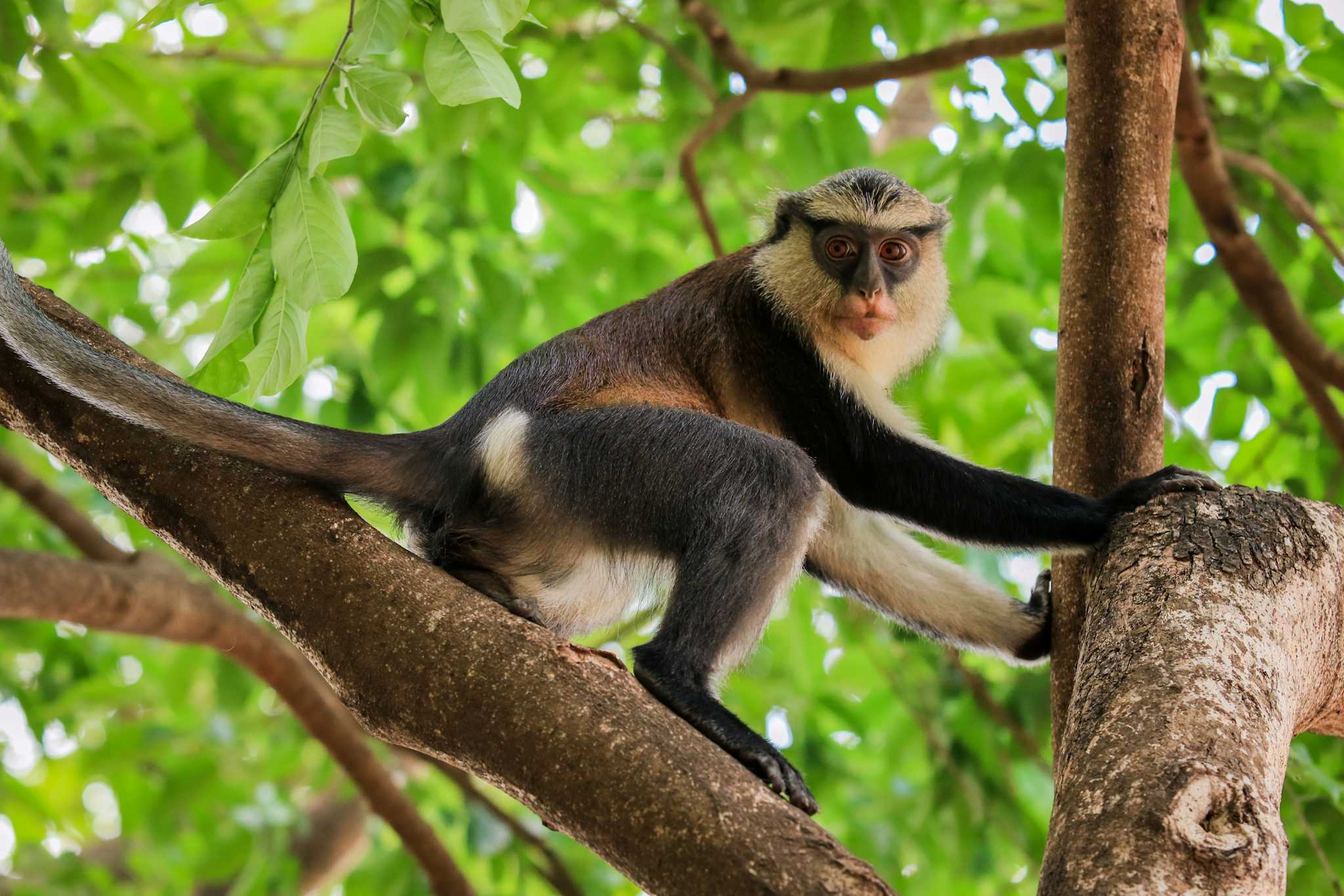 Sanctuaire des Singes de Tafi Atome